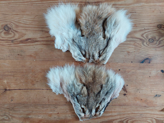 Coyote head skins