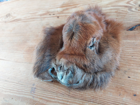 Shetlander foal head skin