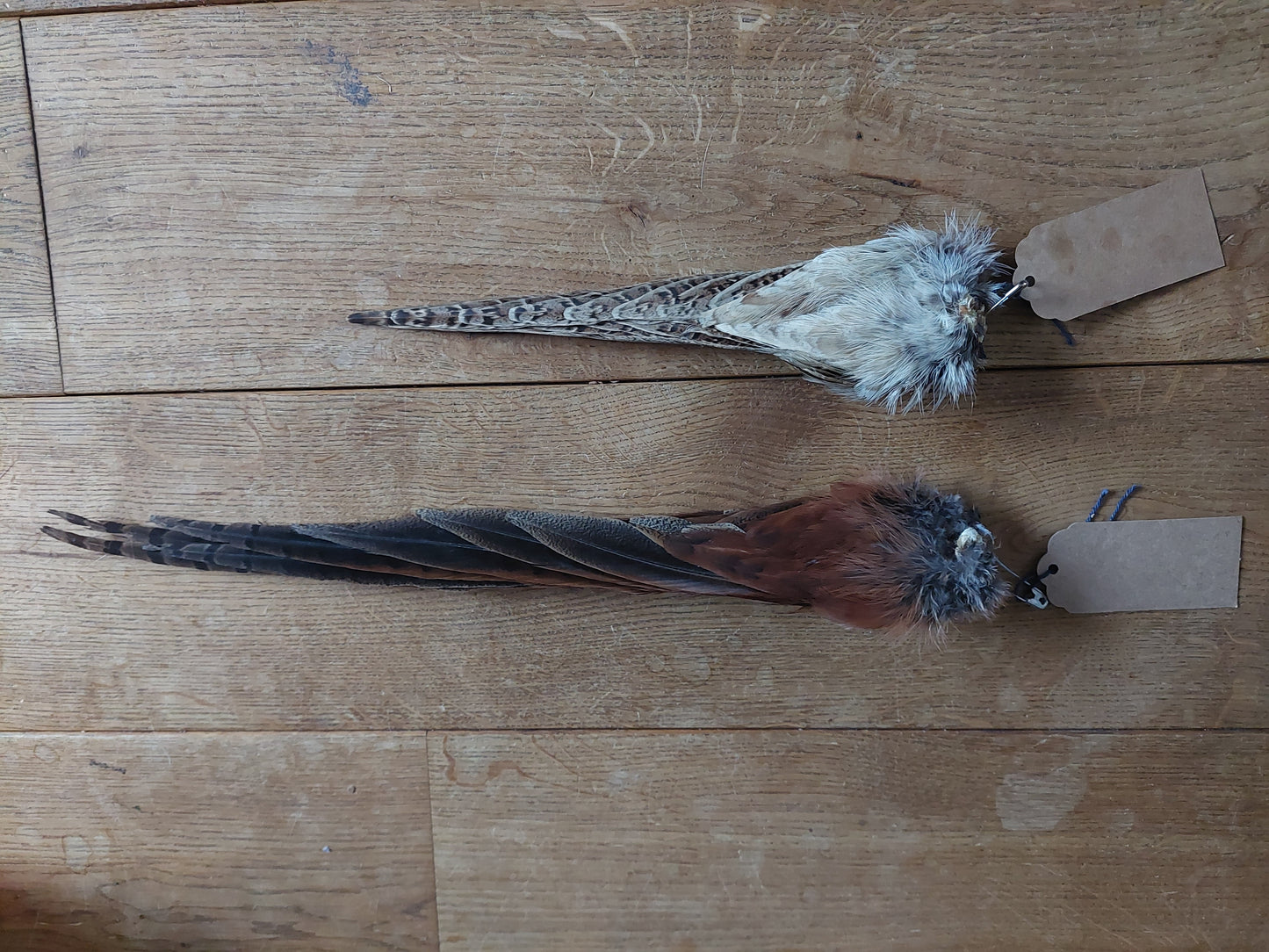 Pheasant tails