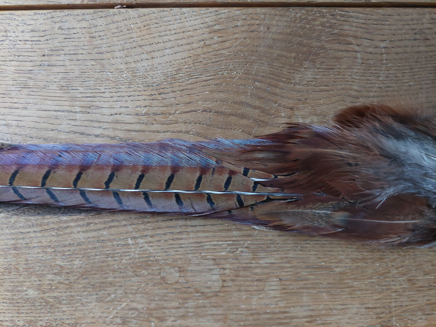 Pheasant tails