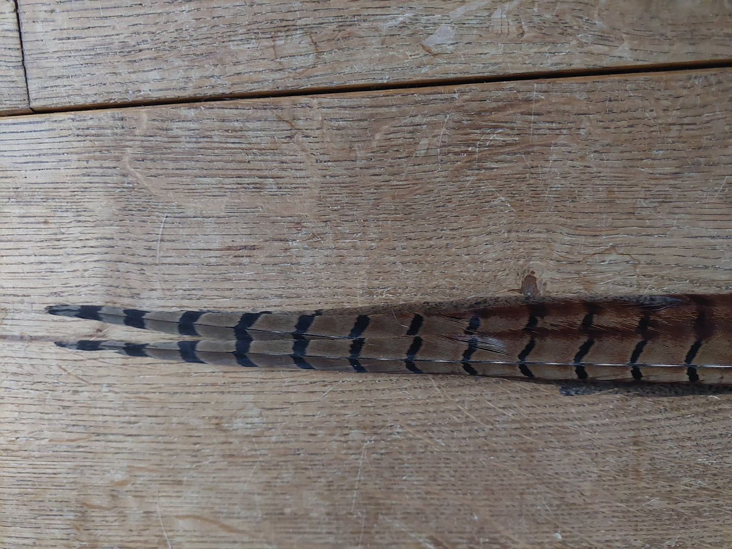 Pheasant tails