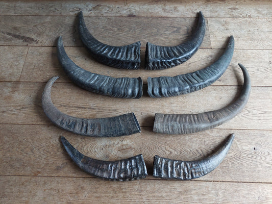 Water buffalo horns, set of two