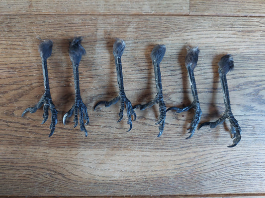 Jackdaw claws single, claw-shape