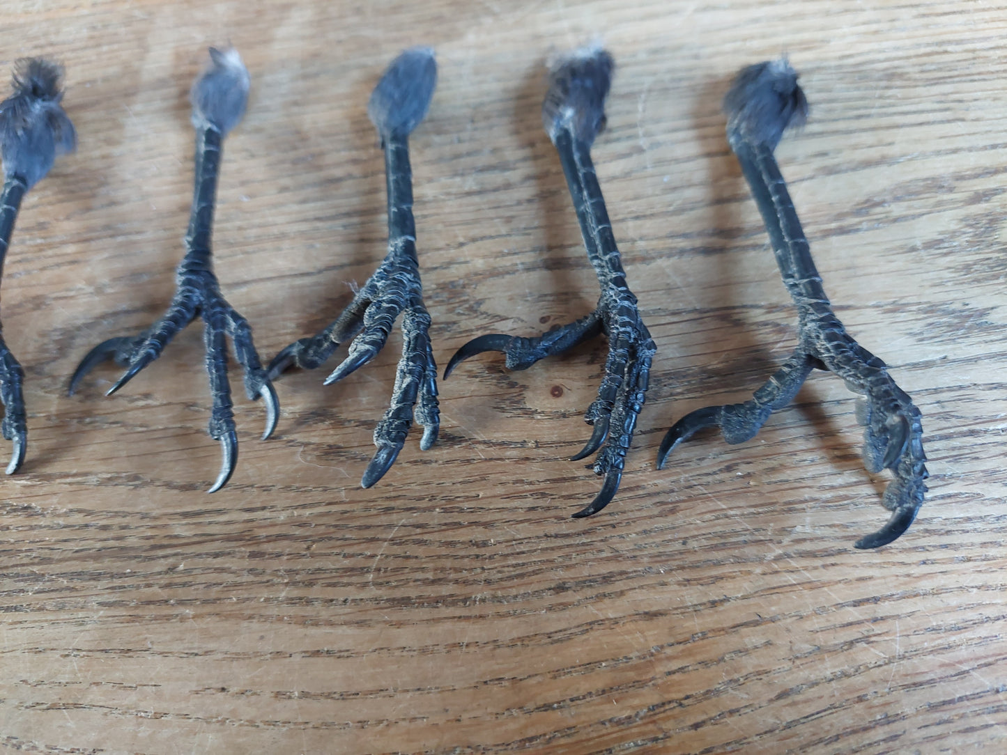 Jackdaw claws single, claw-shape