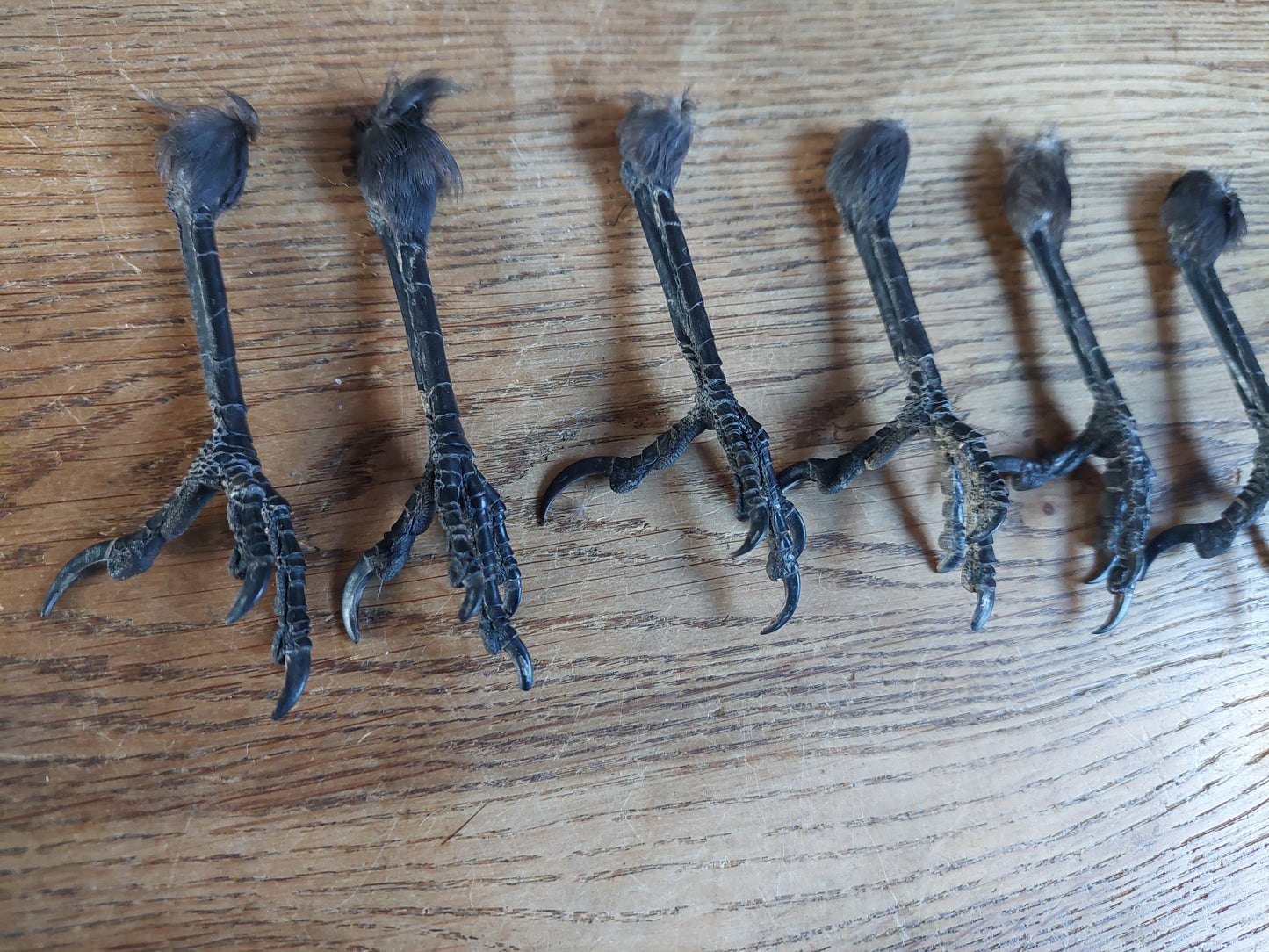 Jackdaw claws single, claw-shape