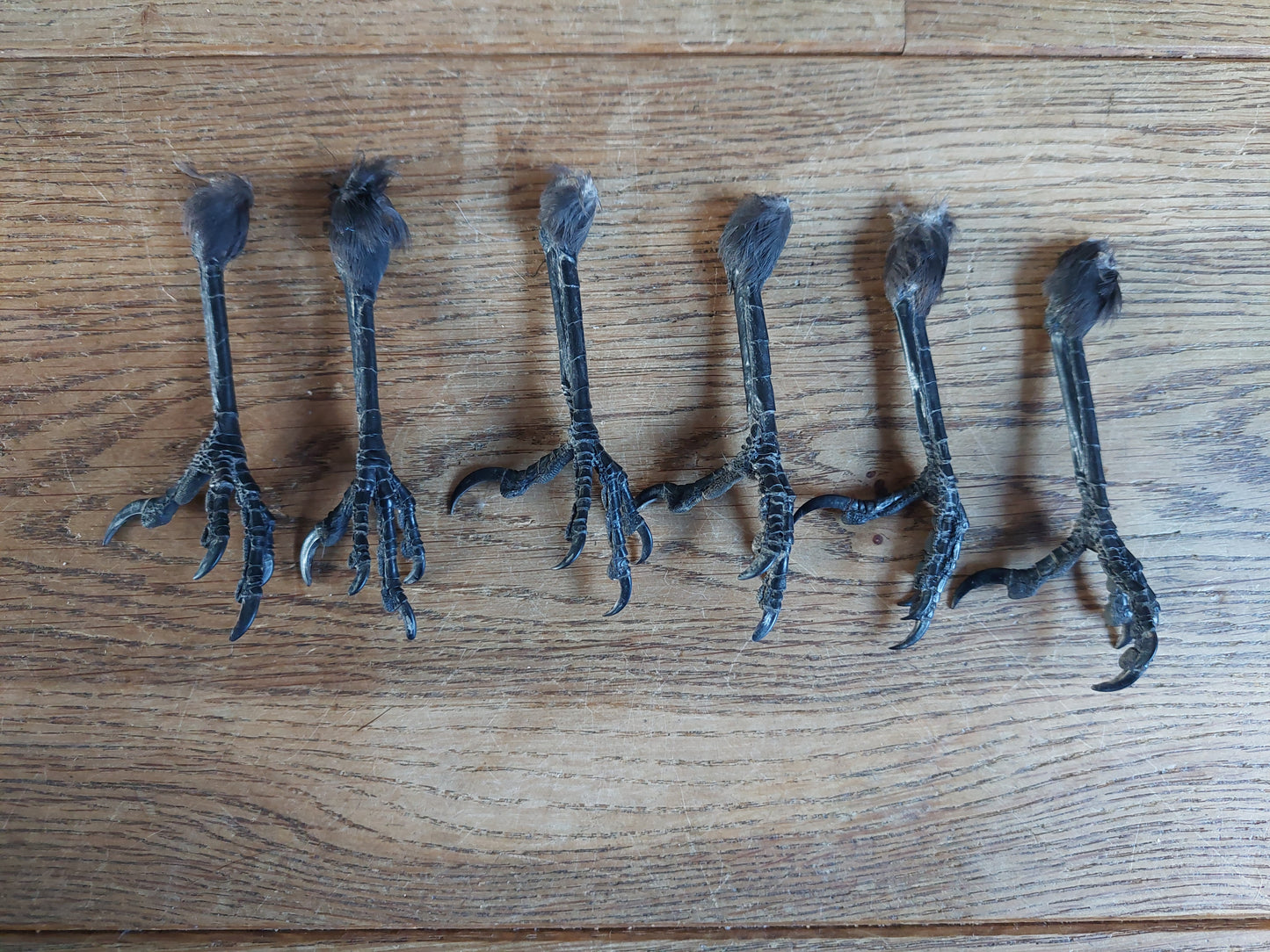 Jackdaw claws single, claw-shape