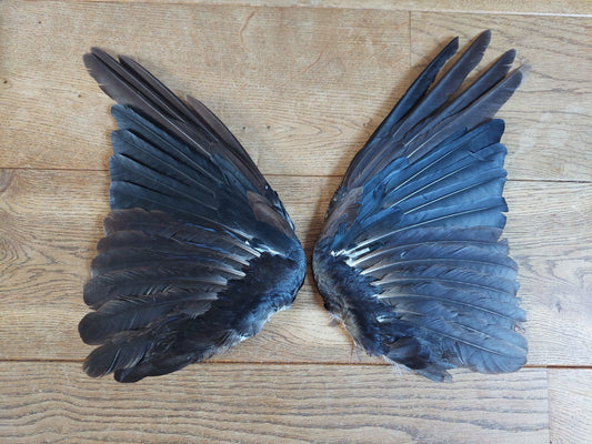 Crow set of wings #10, B-quality