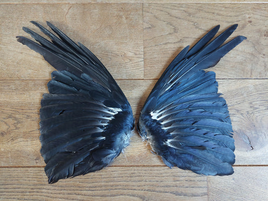 Crow set of wings #13, B-quality