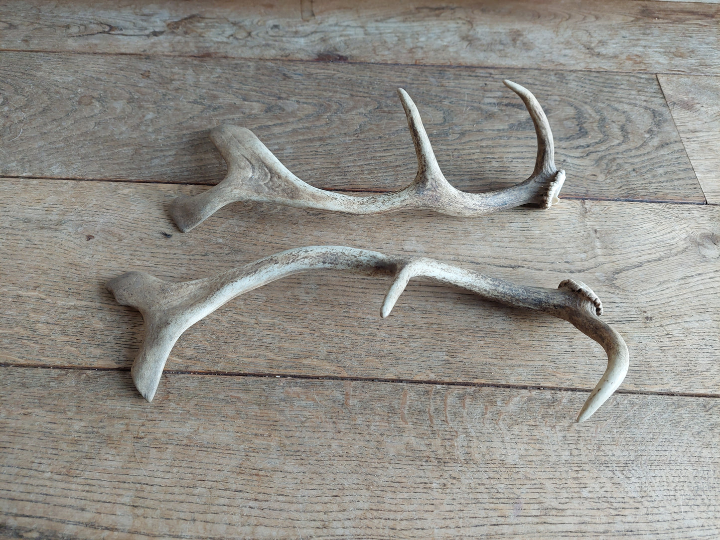 Fallow deer antlers, set of two