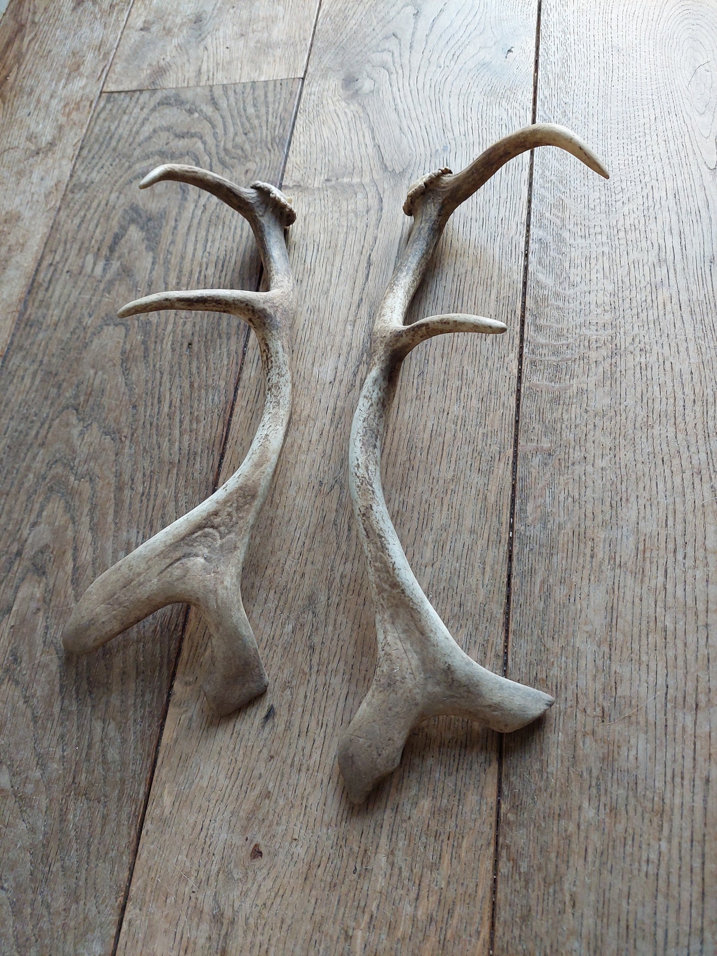 Fallow deer antlers, set of two