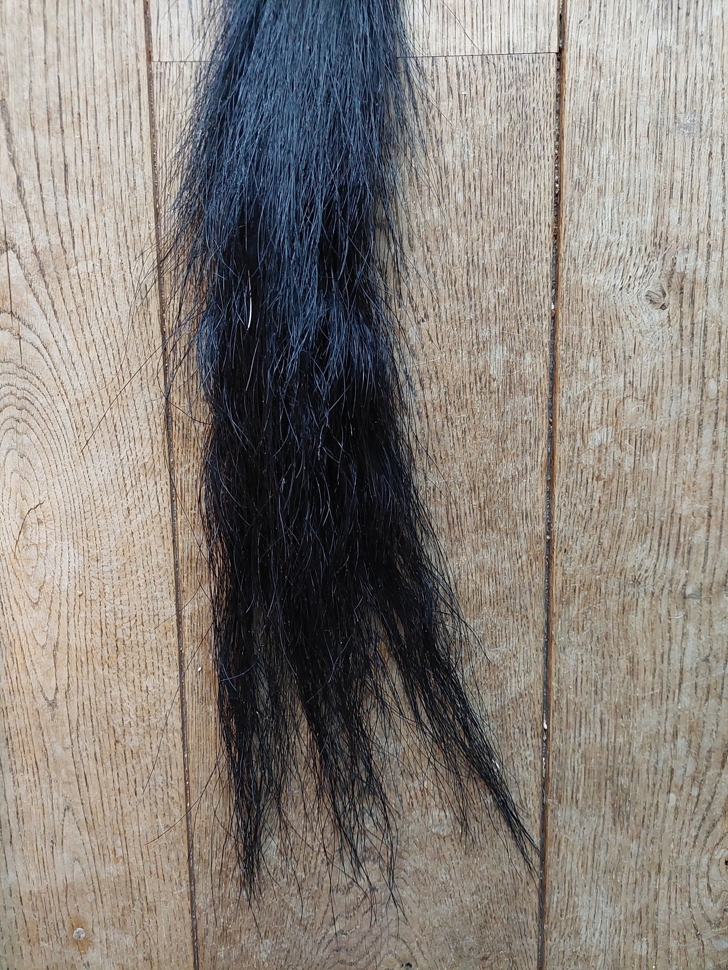 Horse tail #1
