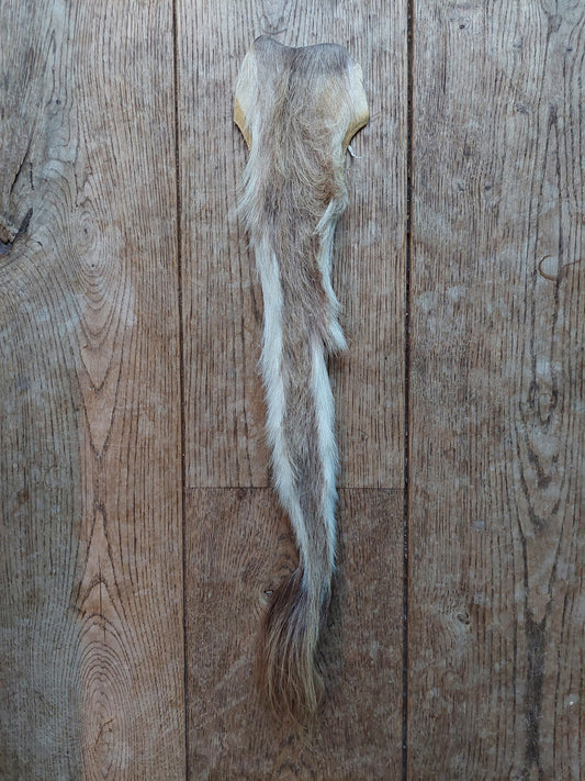 White-tailed deer tail