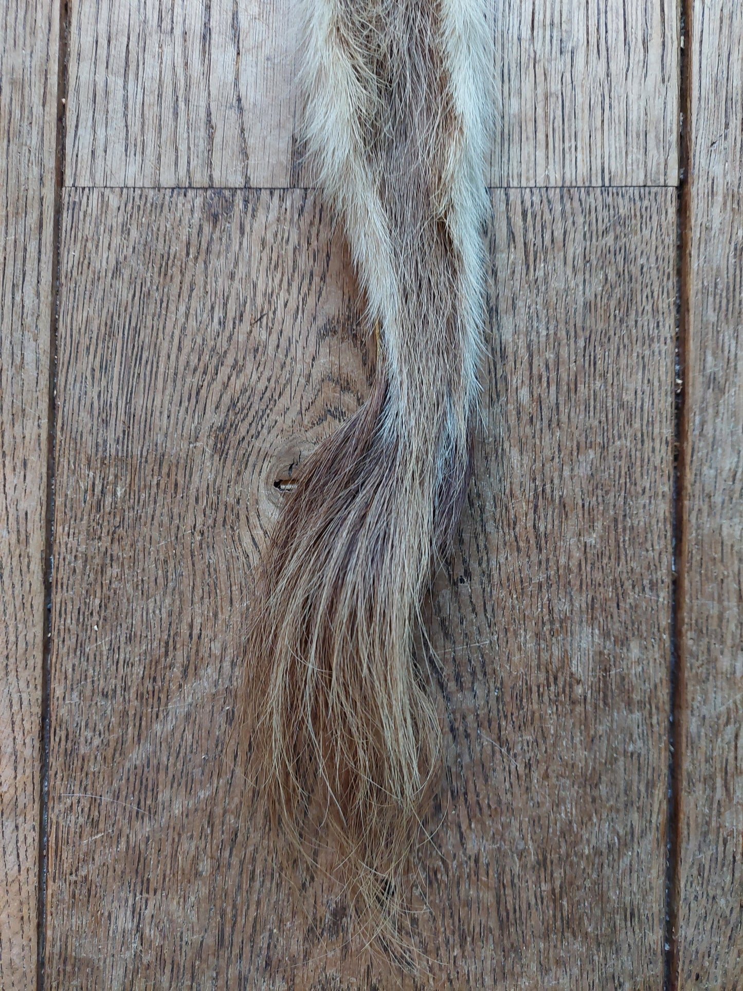White-tailed deer tail