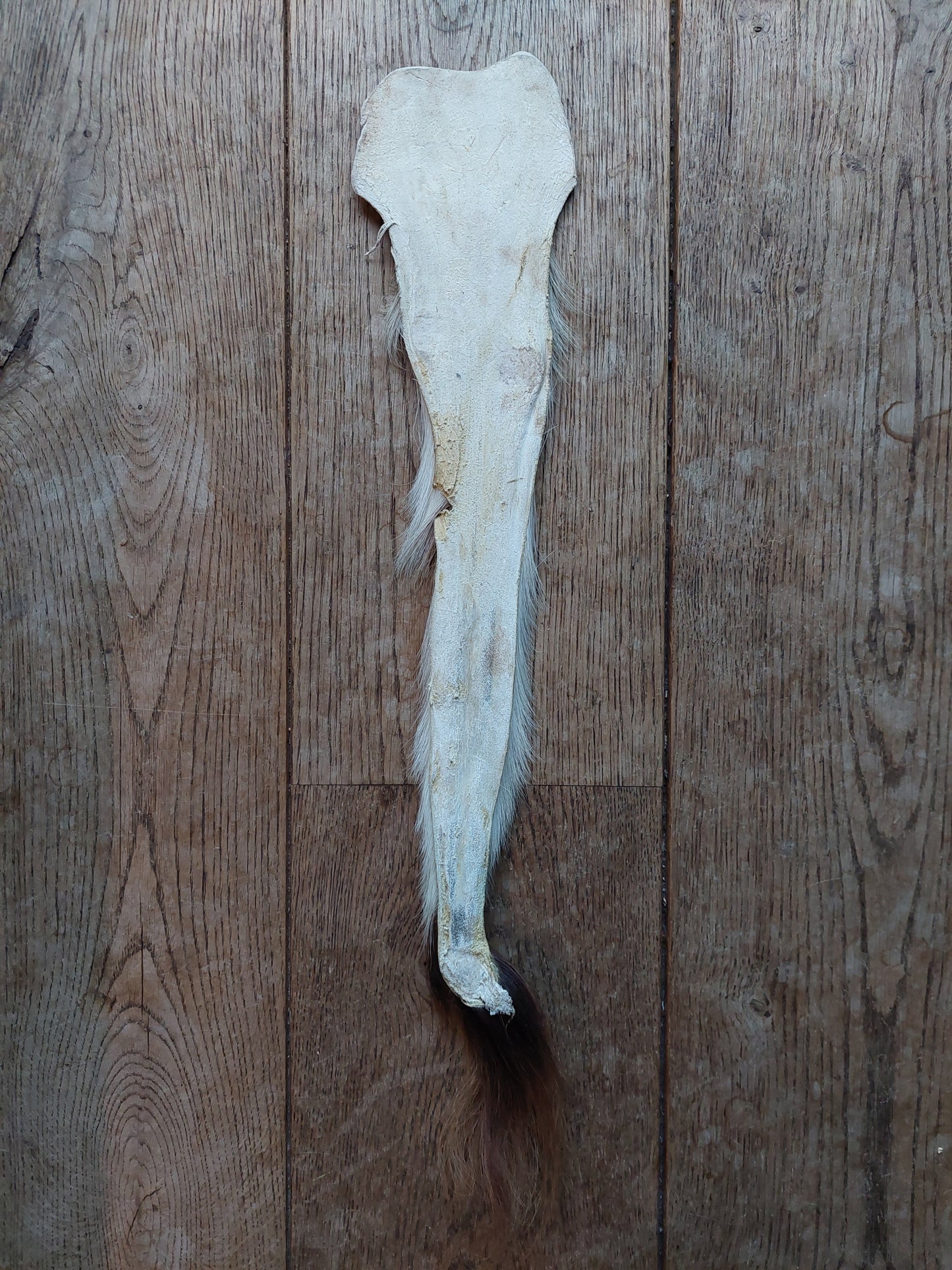 White-tailed deer tail
