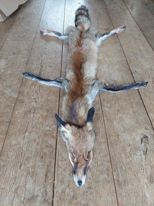 Red fox hide #3