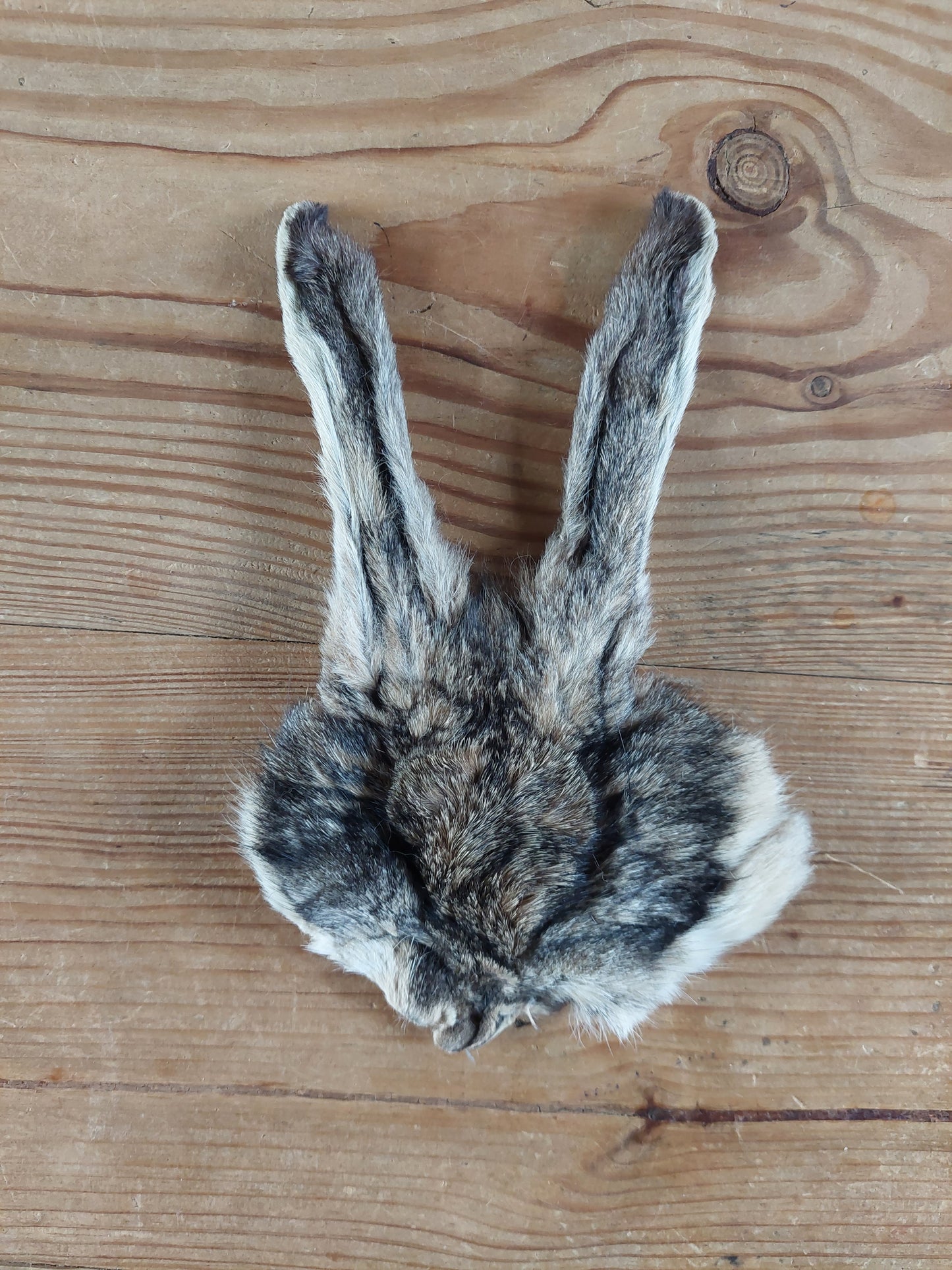 Hare head skins
