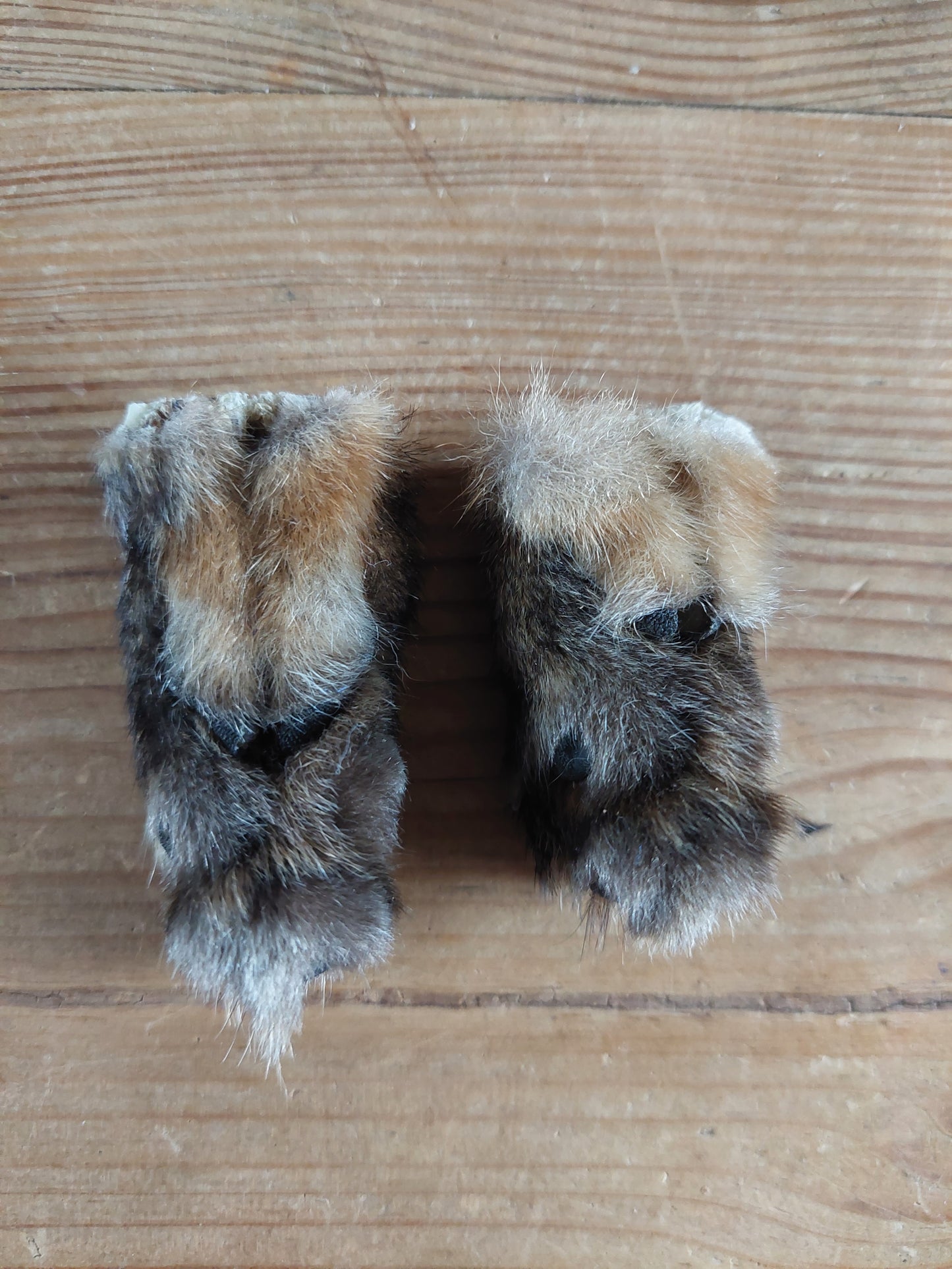 Fox paws