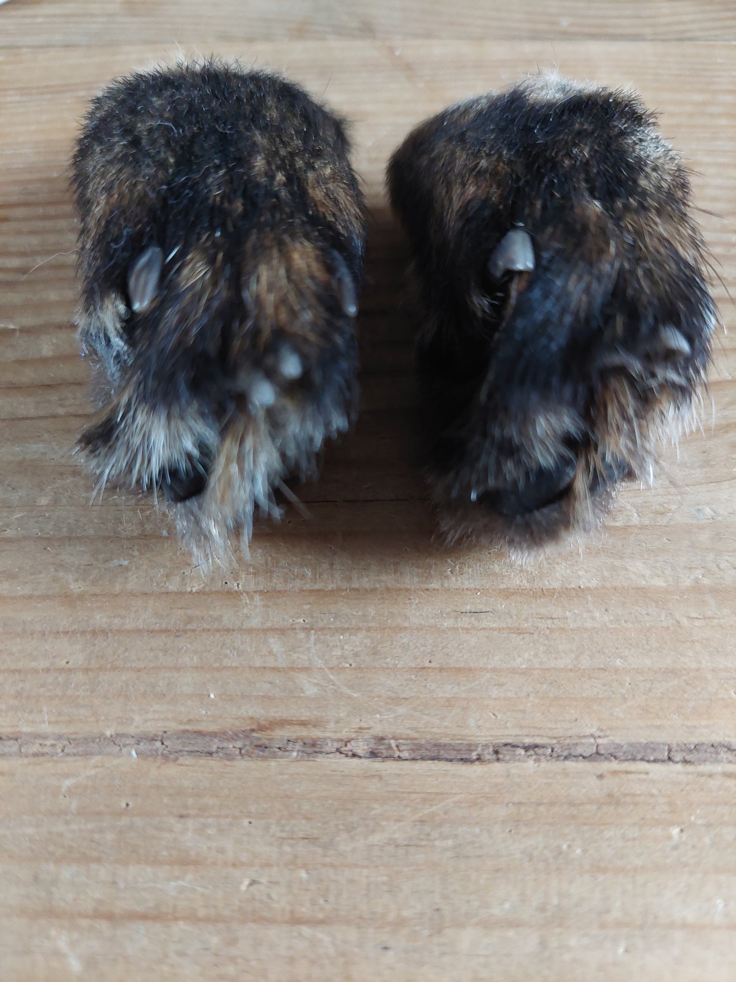 Fox paws