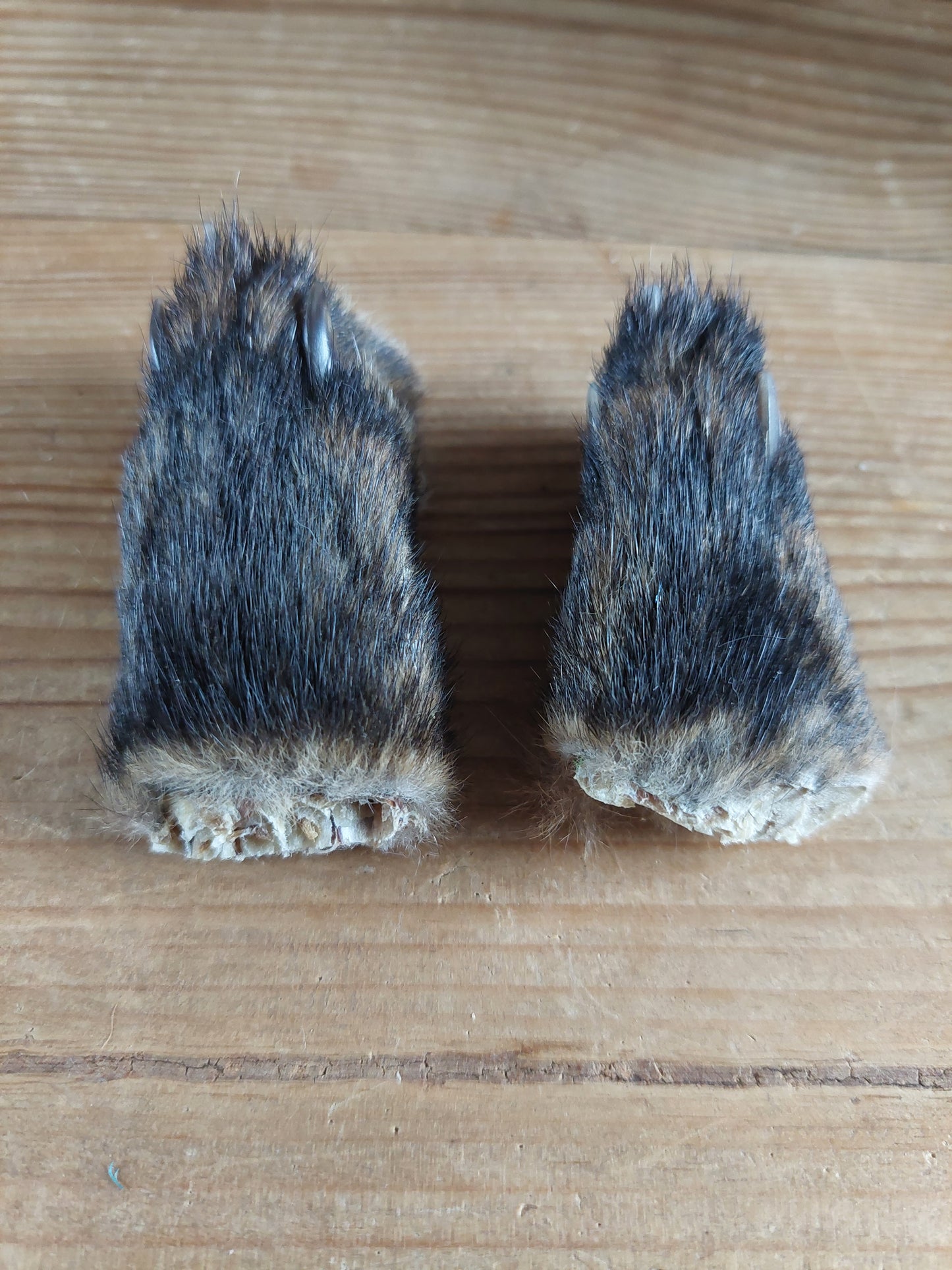 Fox paws