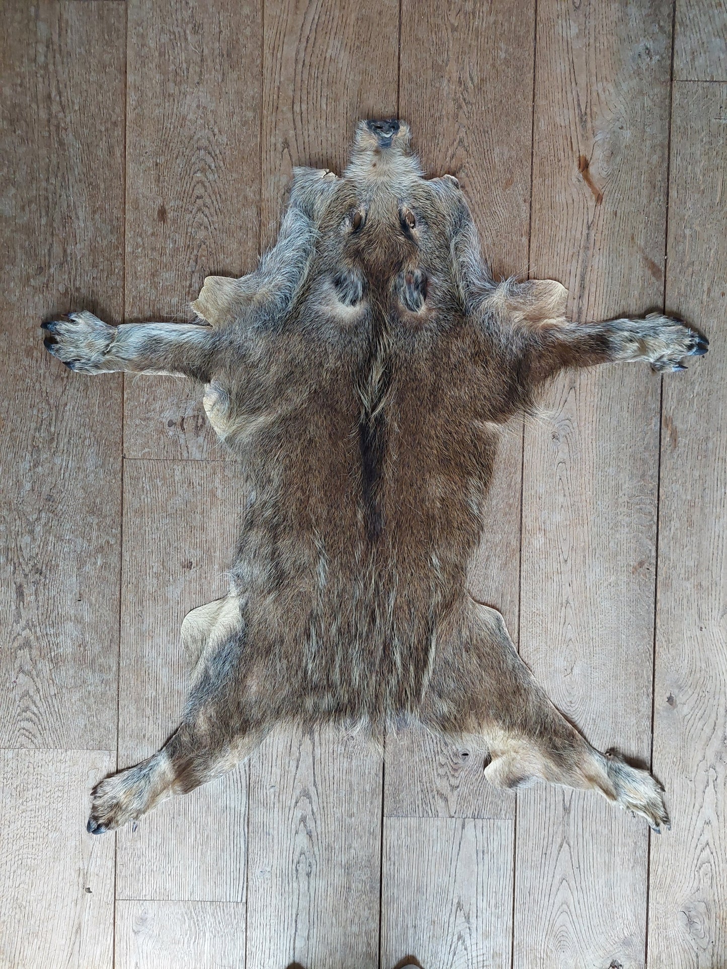 Wild boar hide #2
