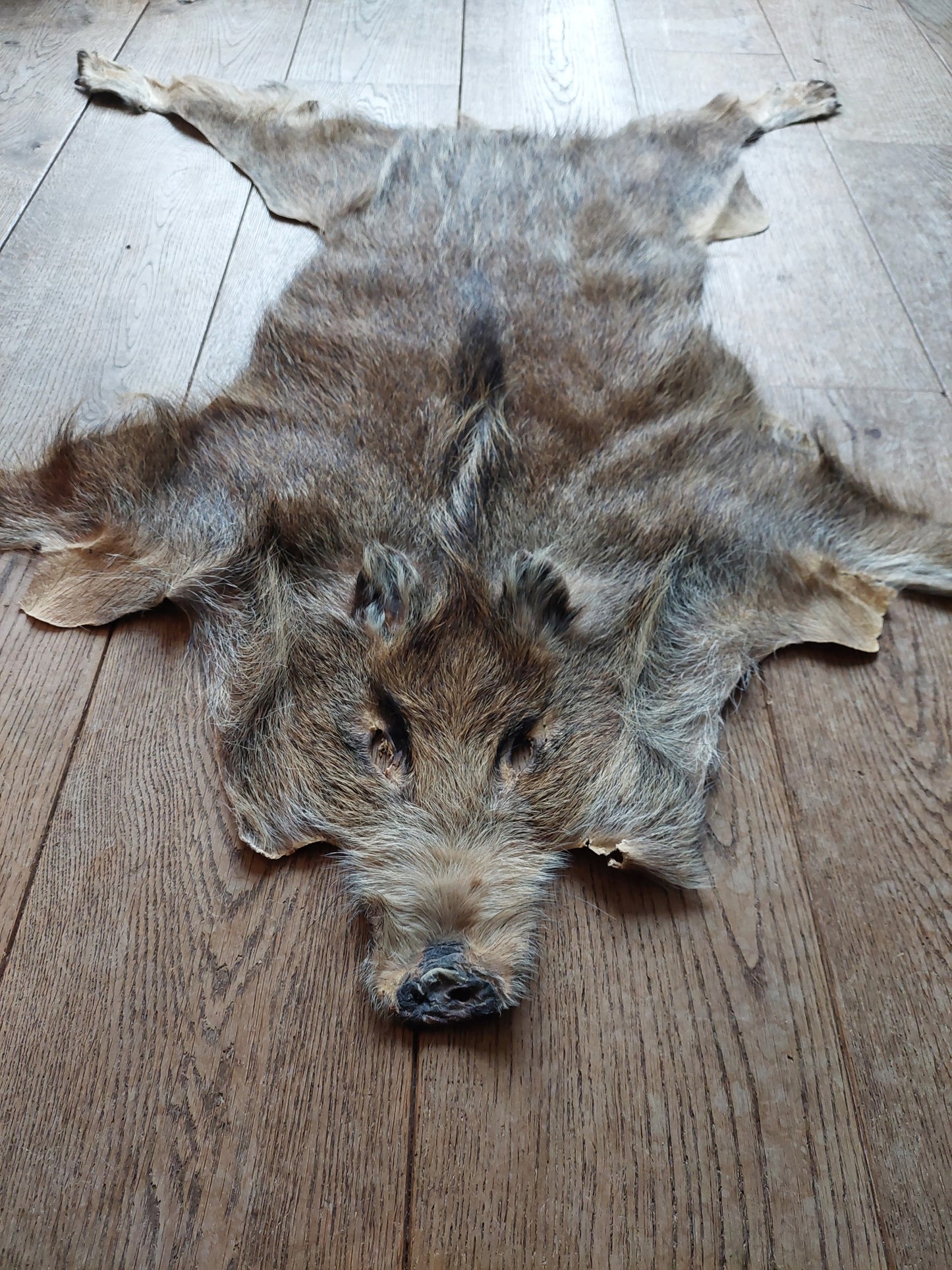Wild boar hide #2