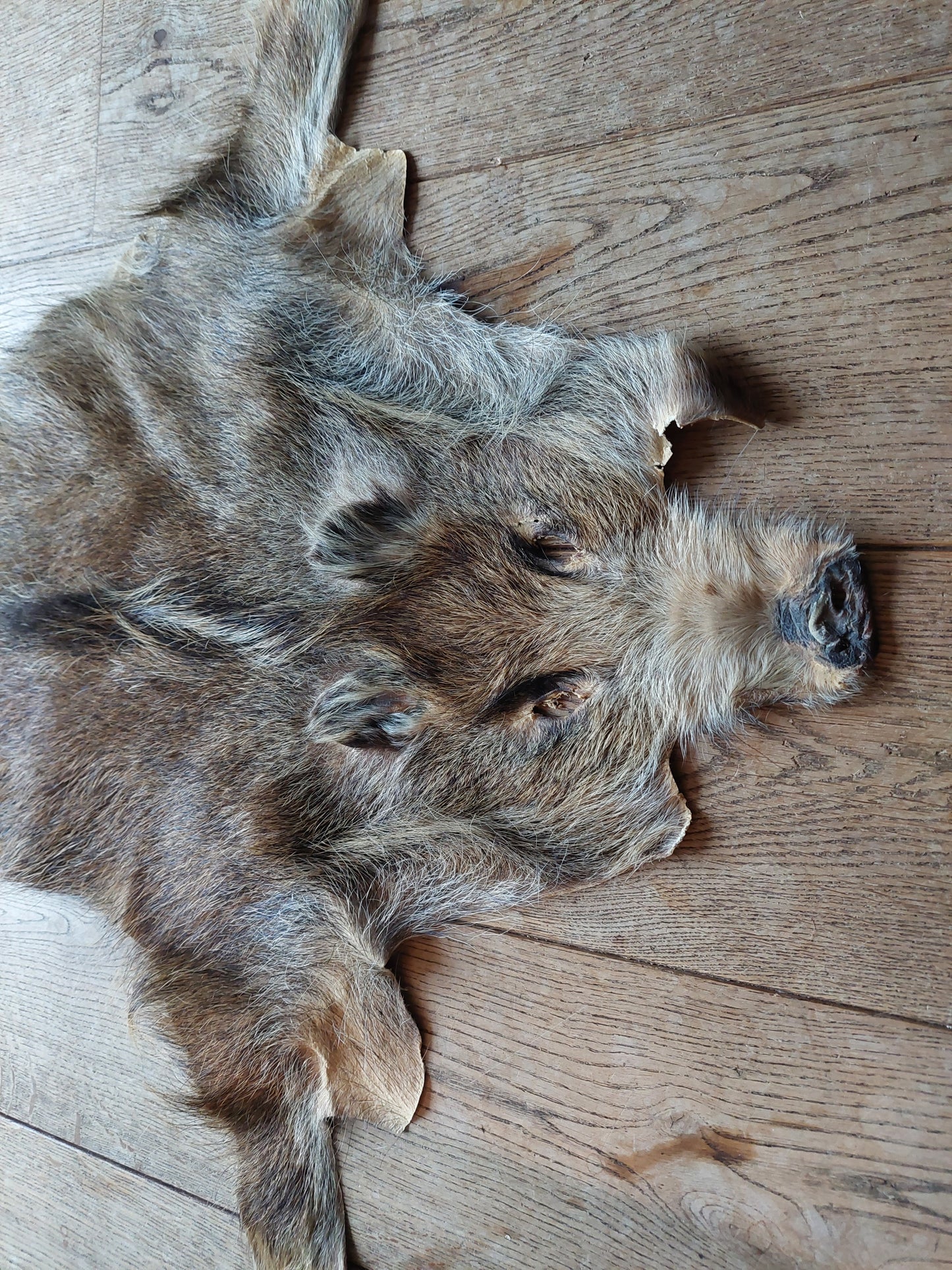 Wild boar hide #2
