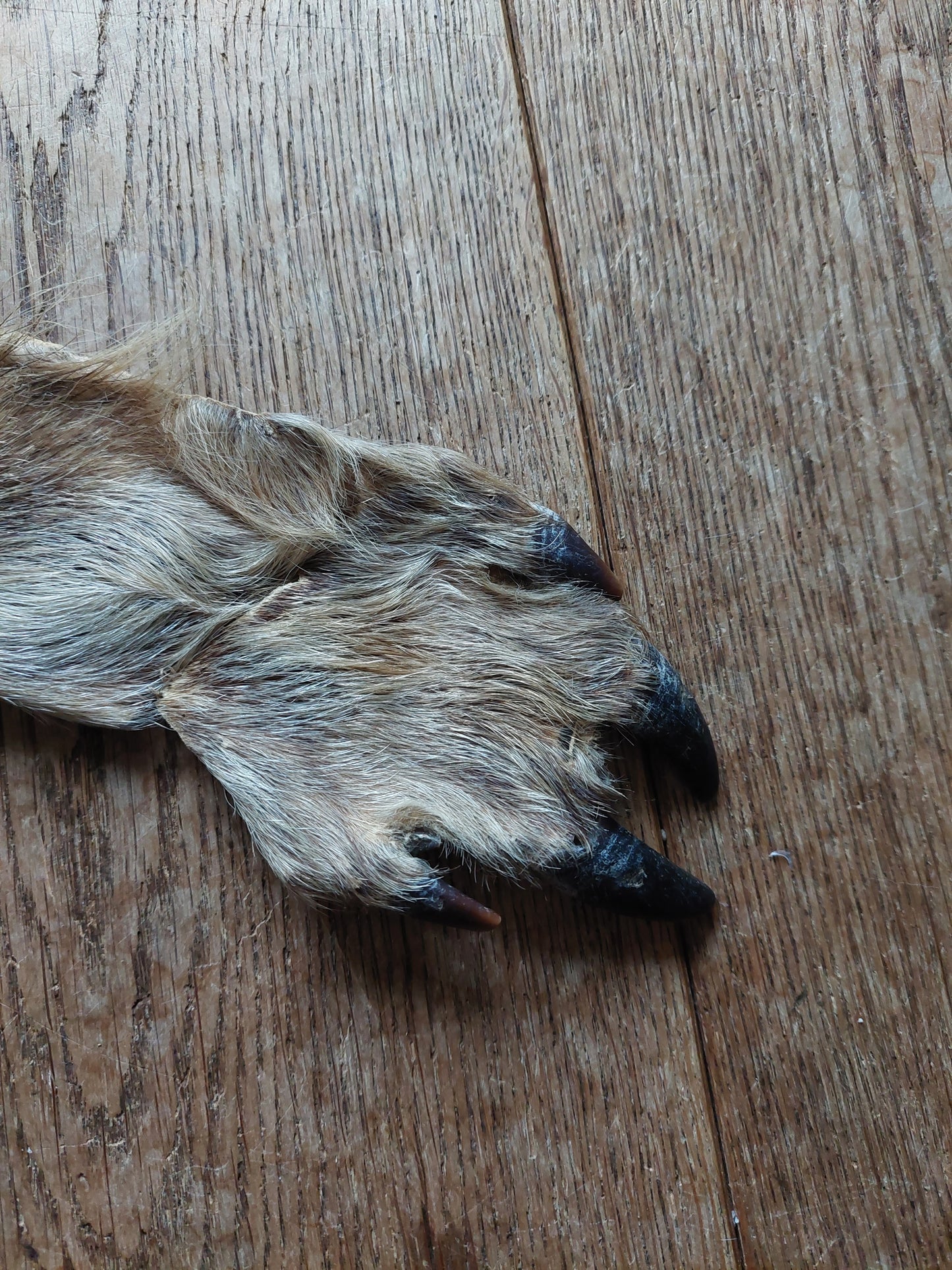 Wild boar hide #2