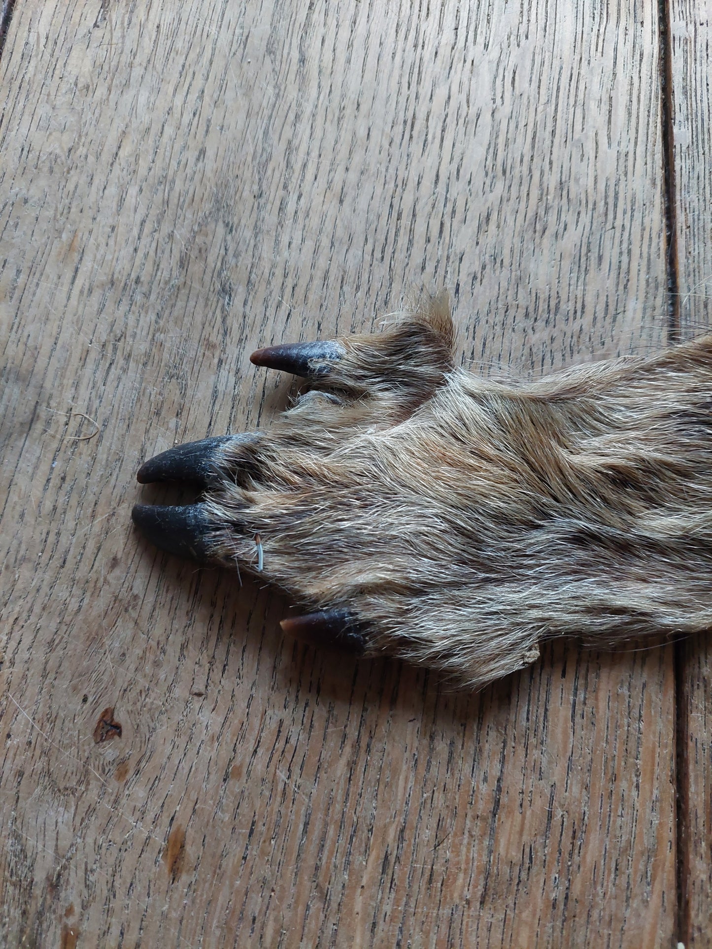 Wild boar hide #2
