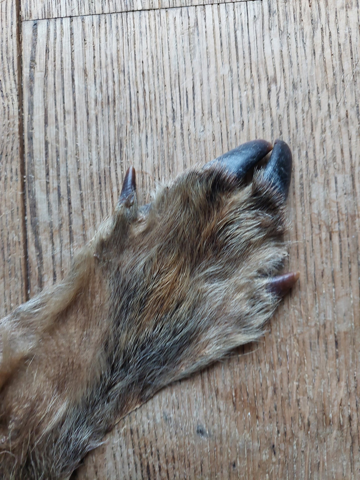 Wild boar hide #2