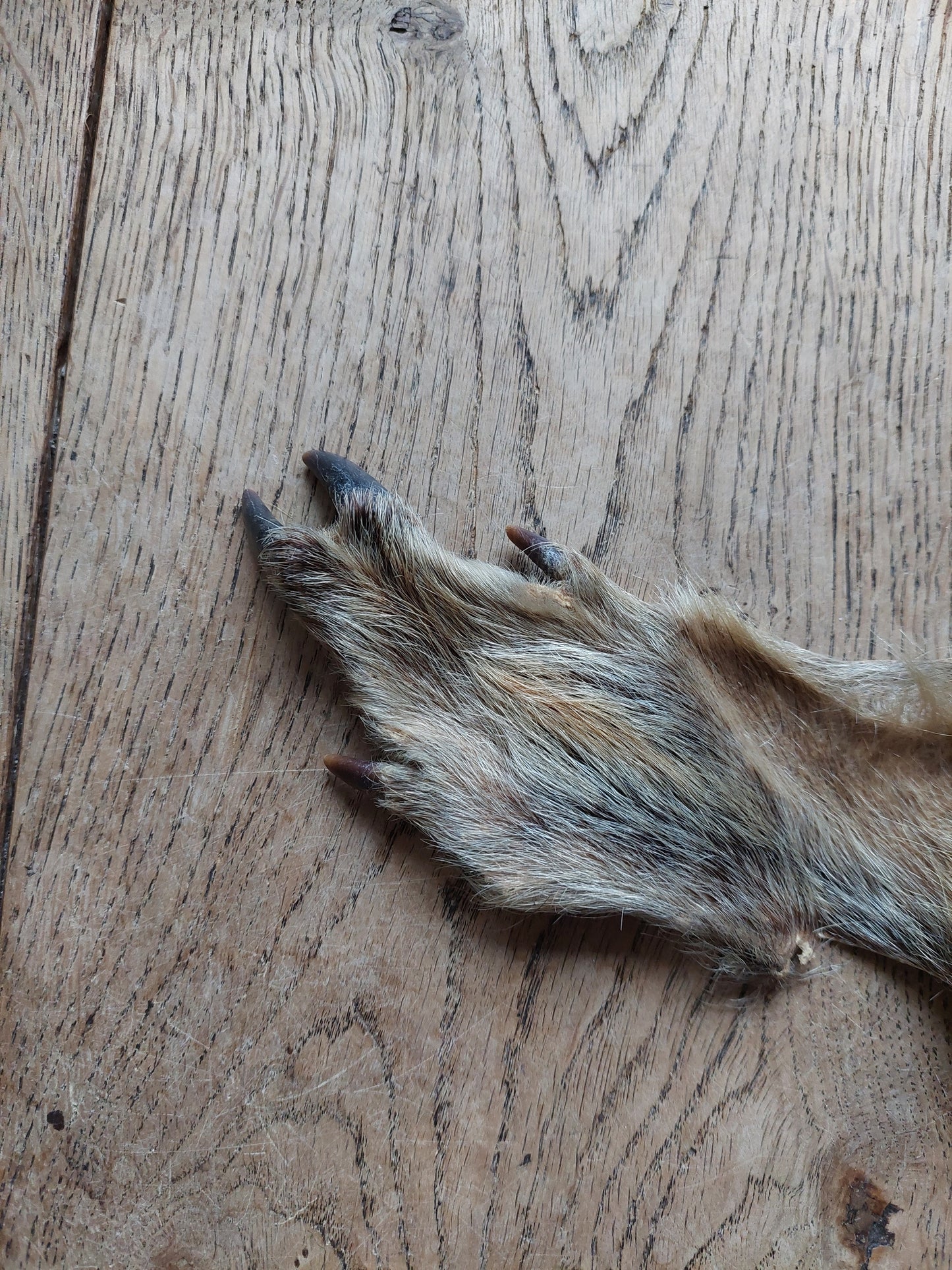 Wild boar hide #2