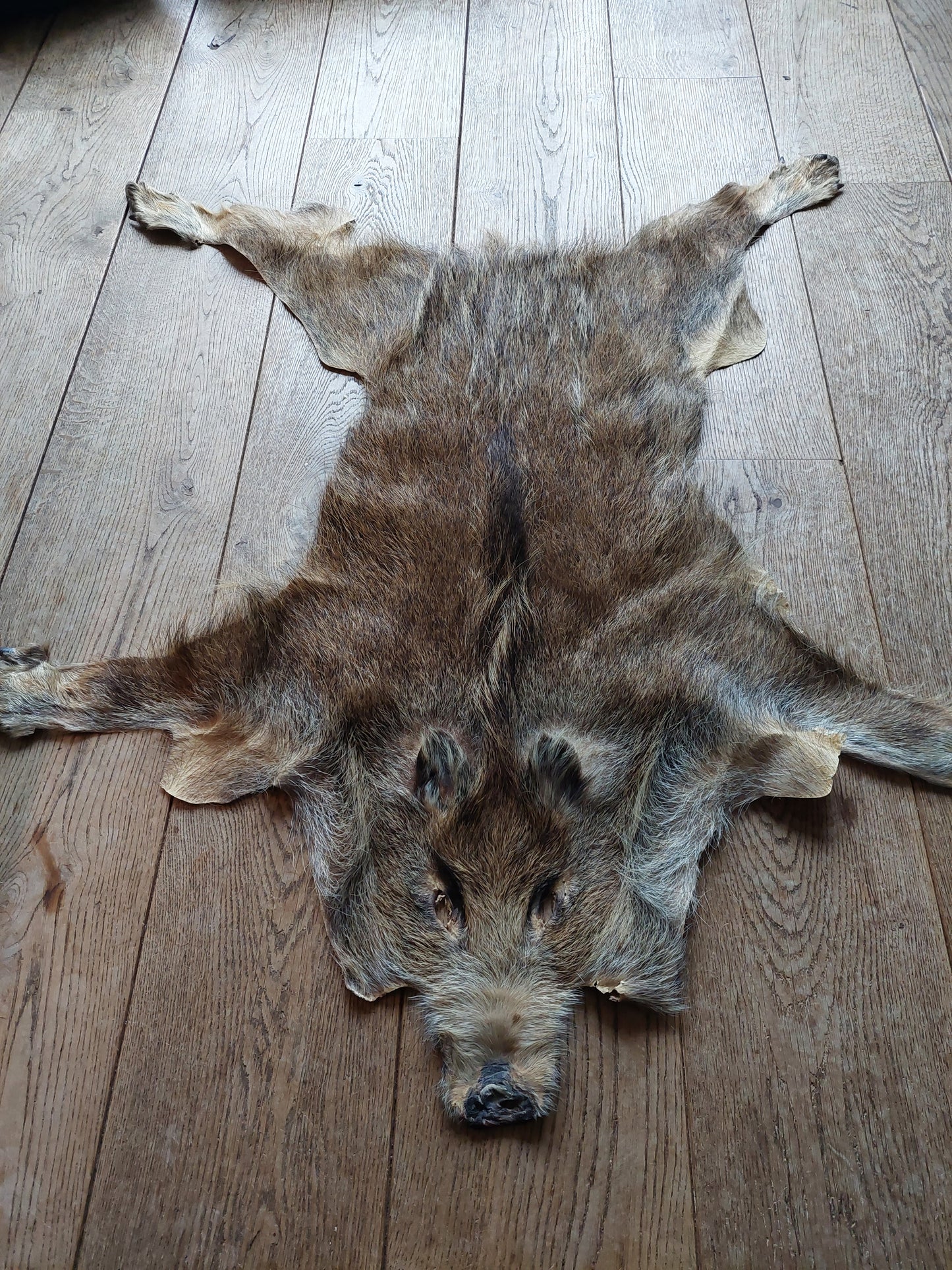 Wild boar hide #2