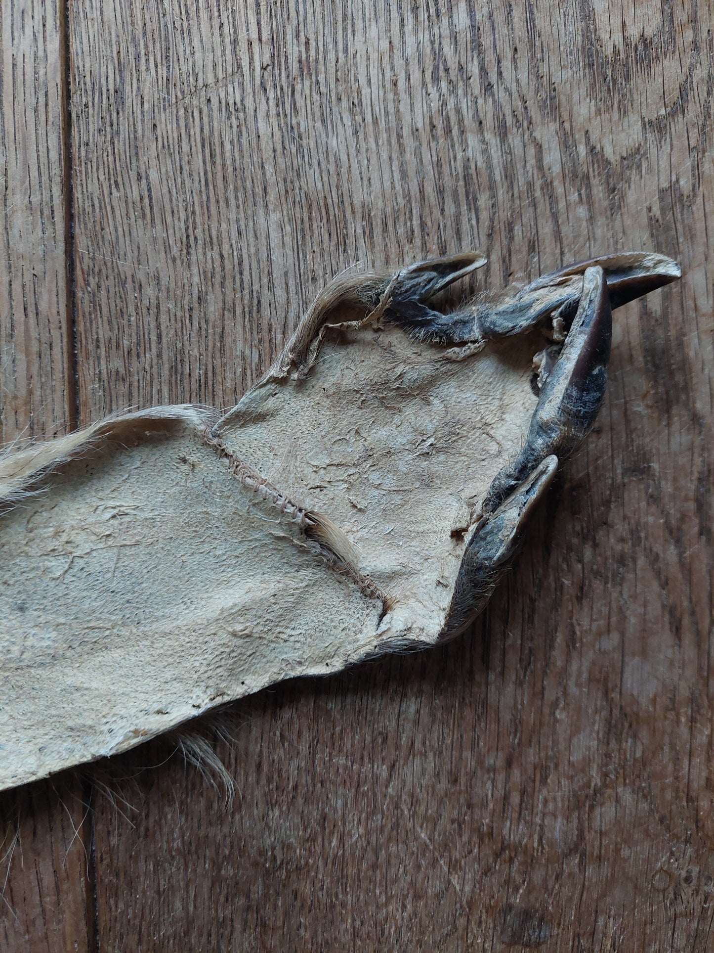 Wild boar hide #2