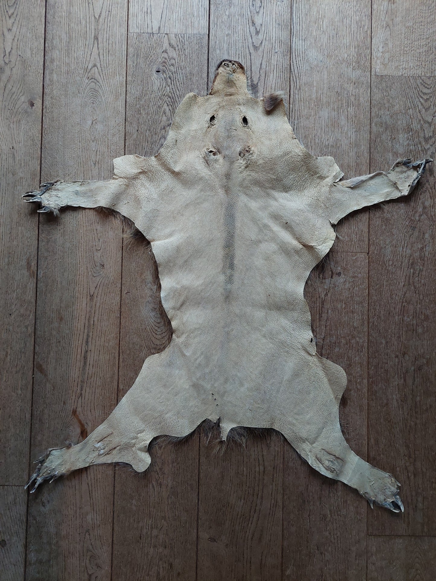 Wild boar hide #2