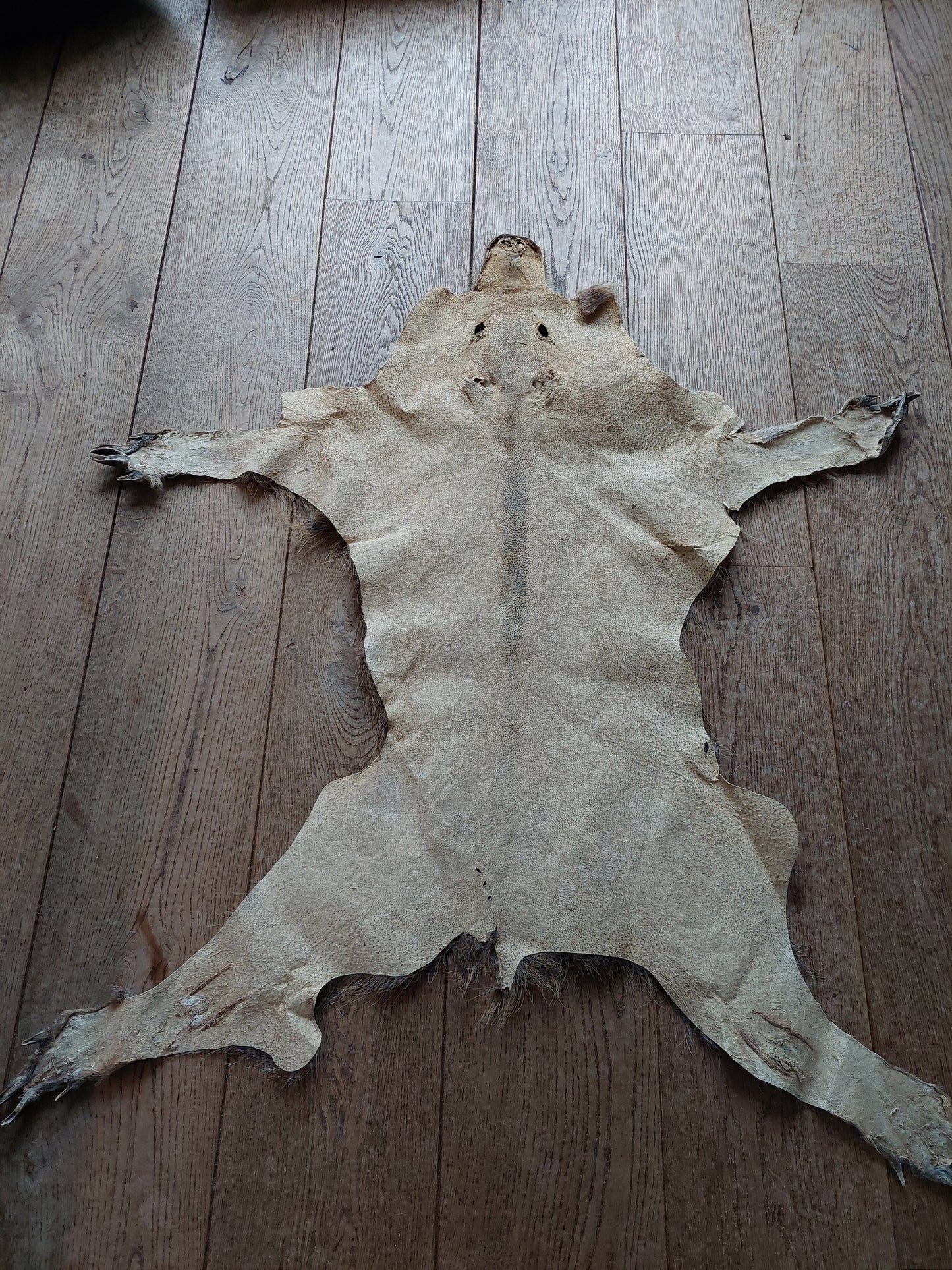Wild boar hide #2