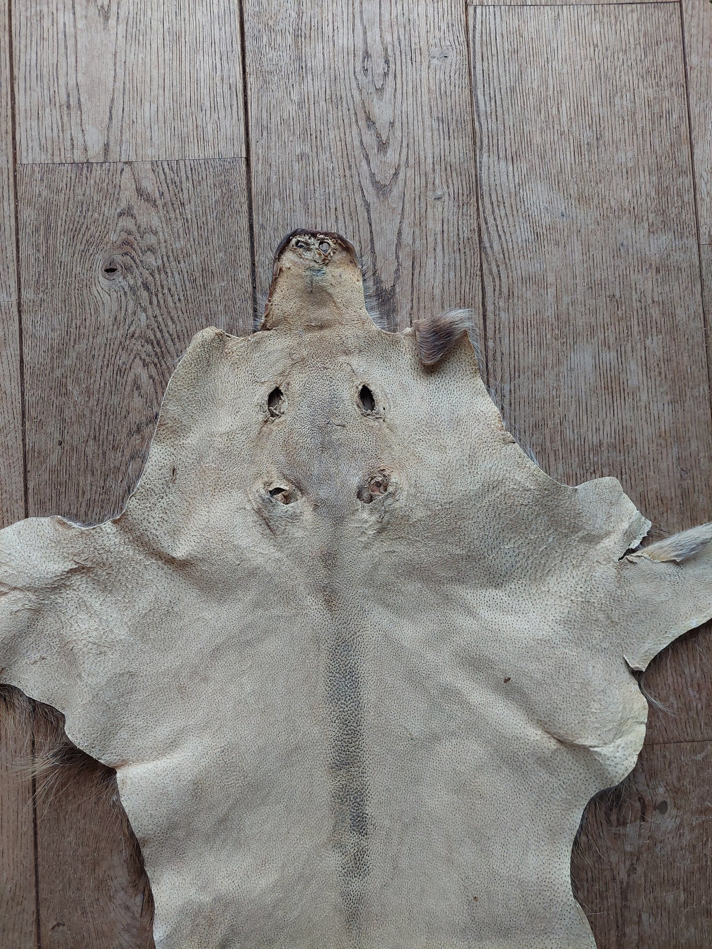 Wild boar hide #2