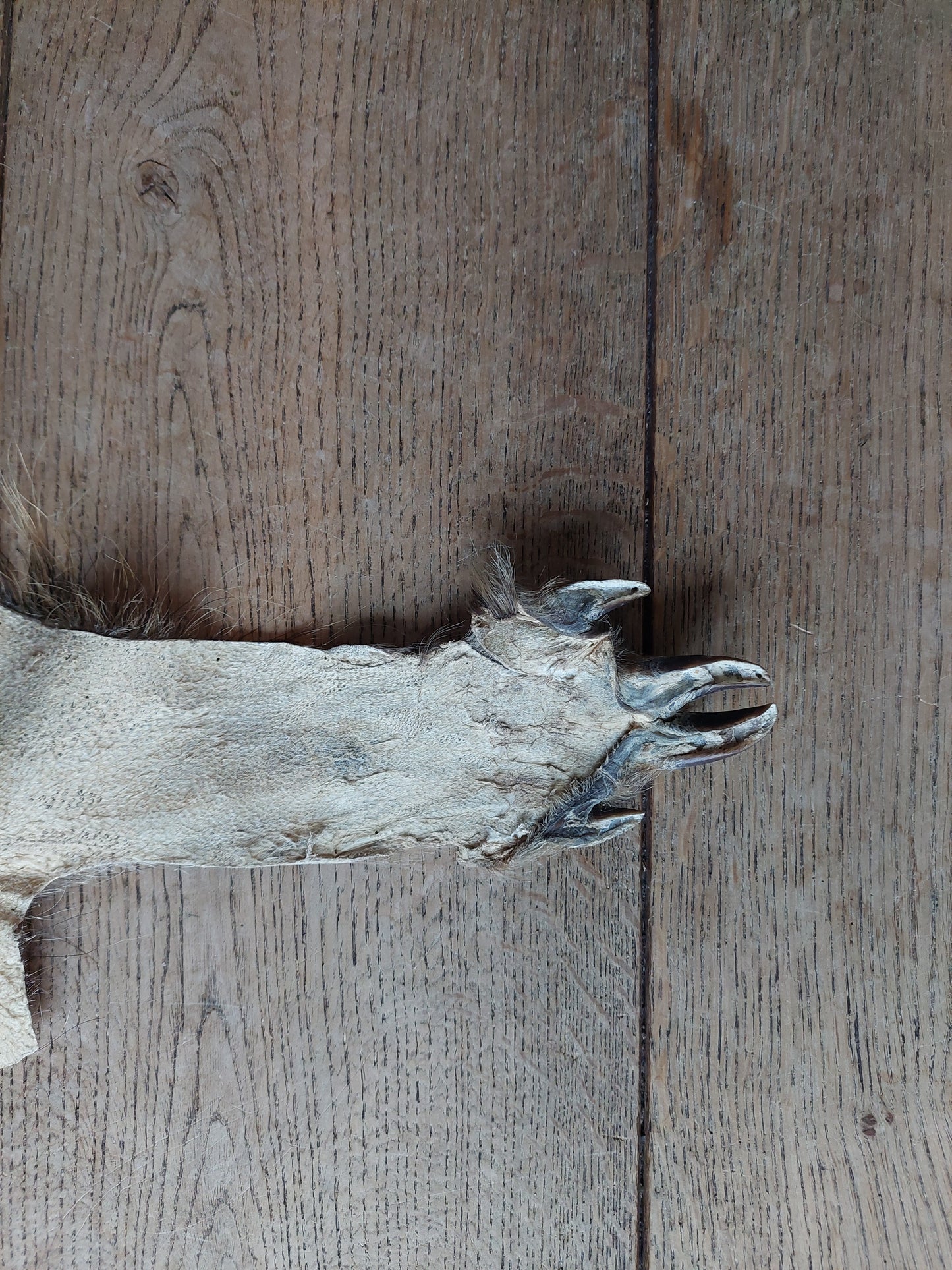 Wild boar hide #2