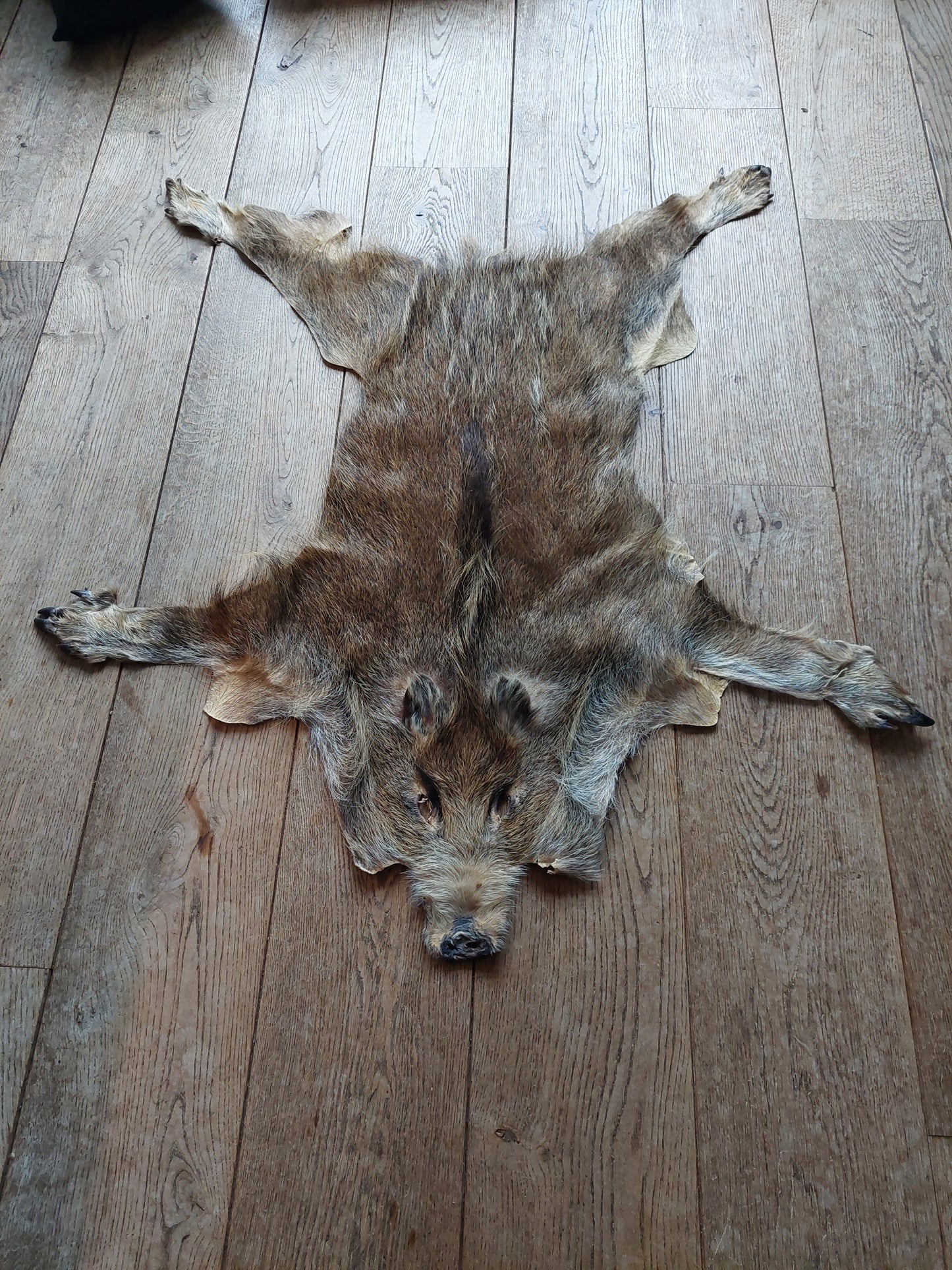 Wild boar hide #2