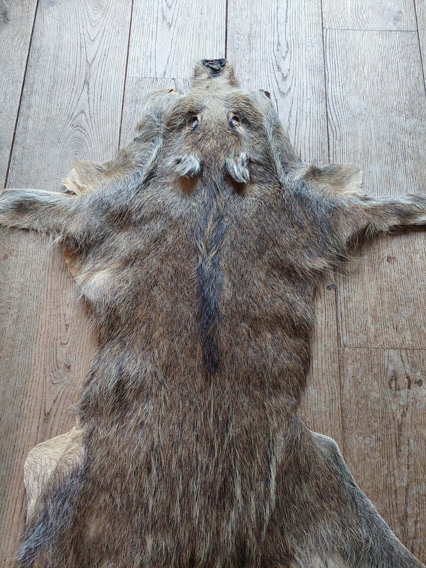 Wild boar hide #2