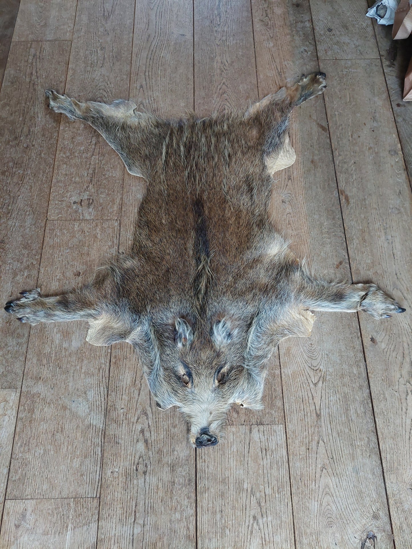 Wild boar hide #2