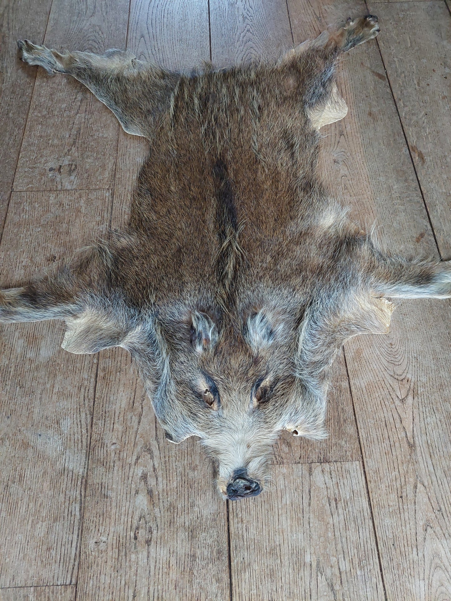 Wild boar hide #2