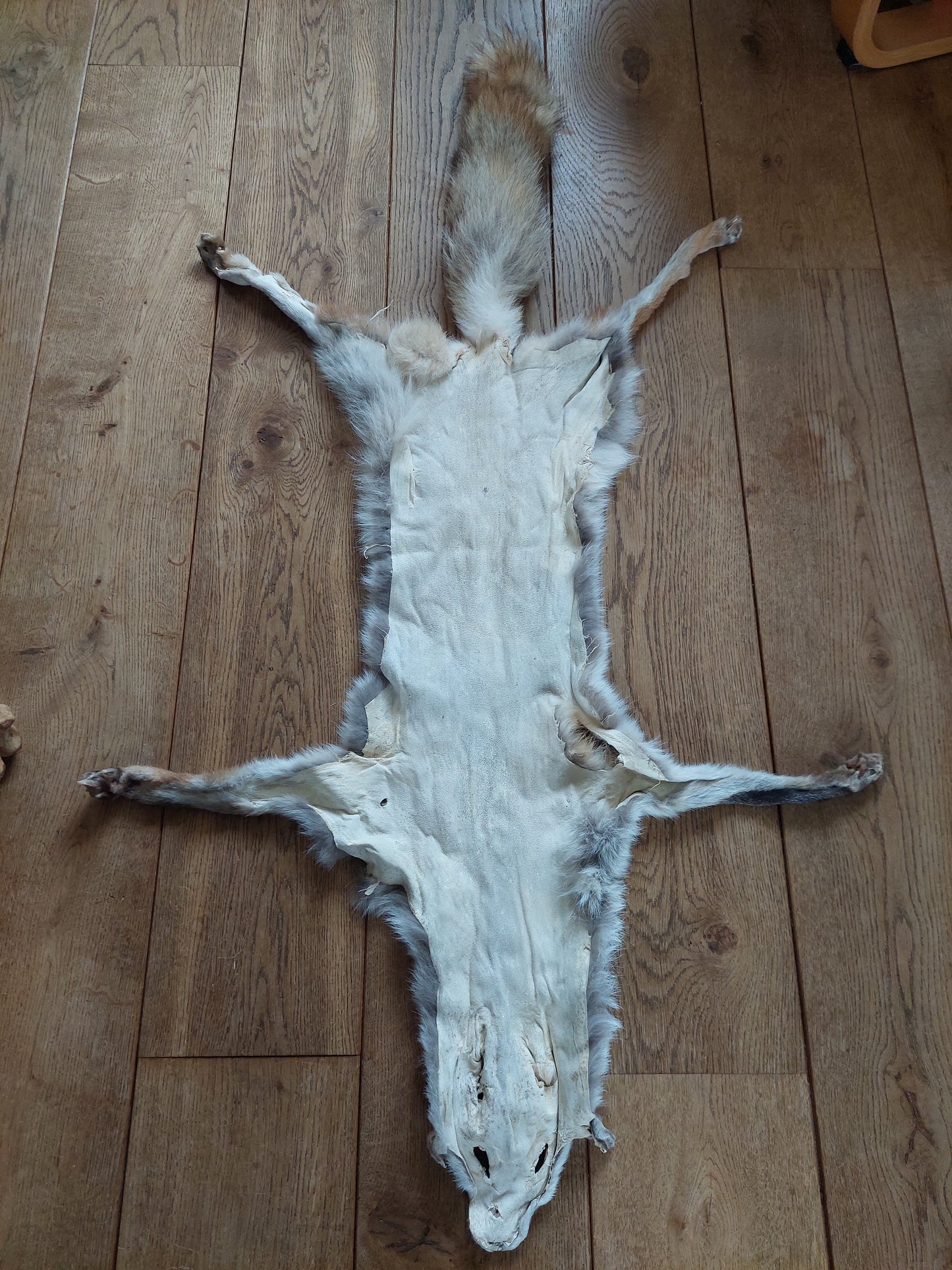 Red fox hide #6