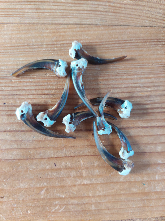 Badger claws #2