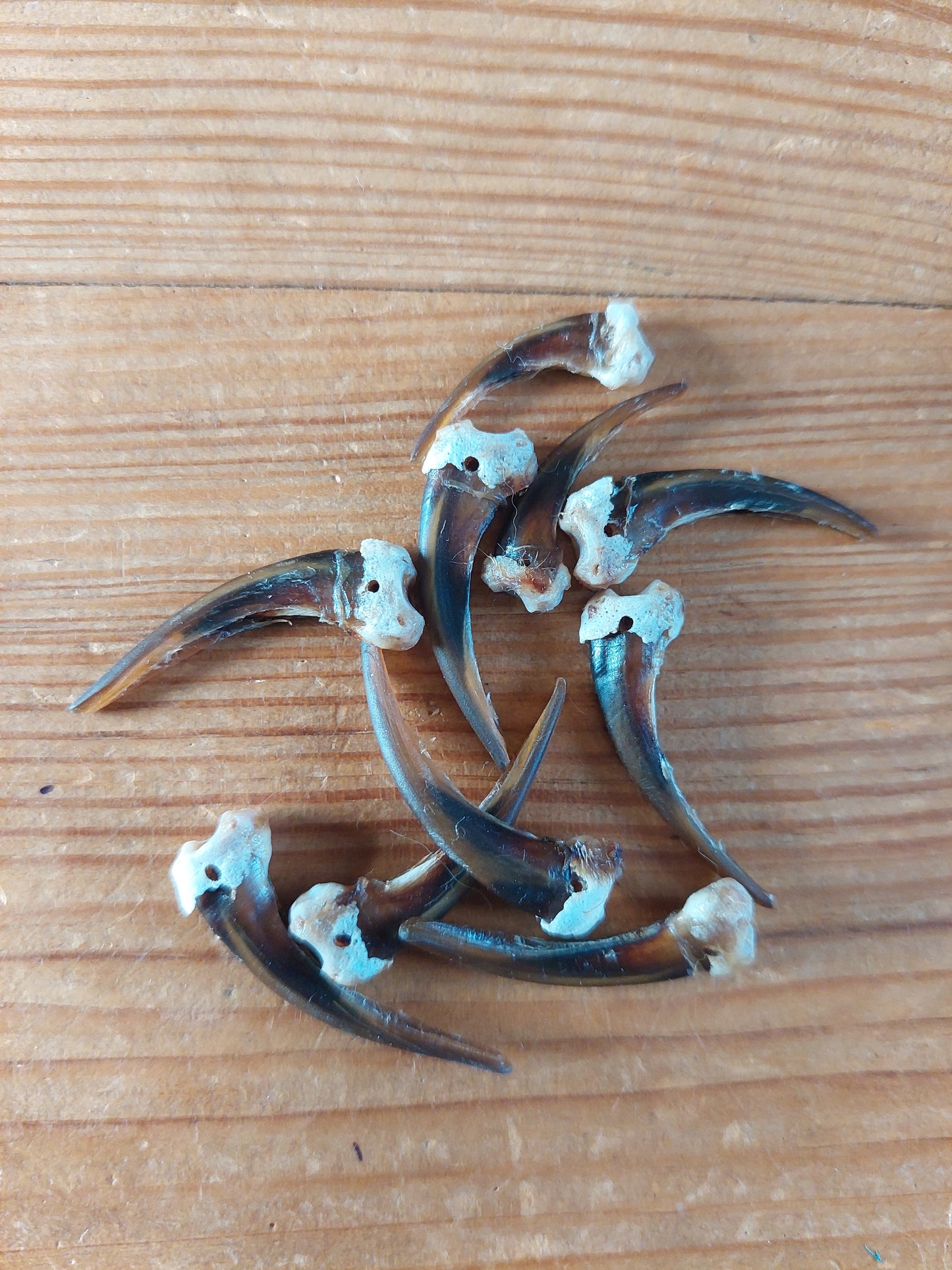 Badger claws #2