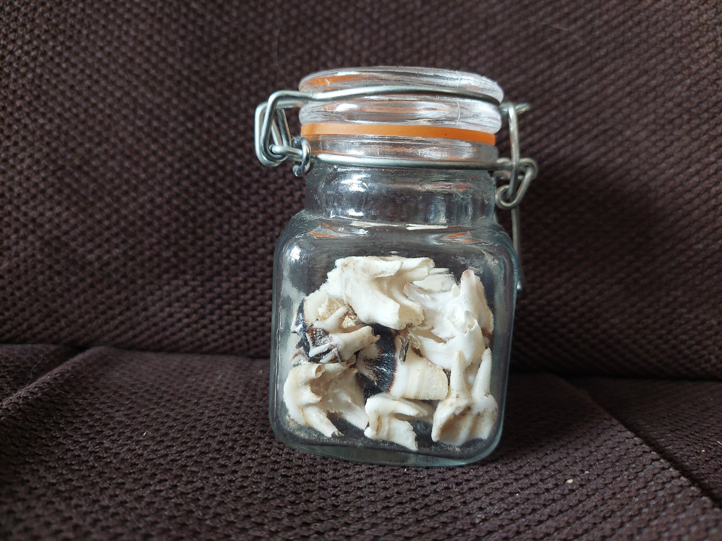 Roe deer teeth in glass jar