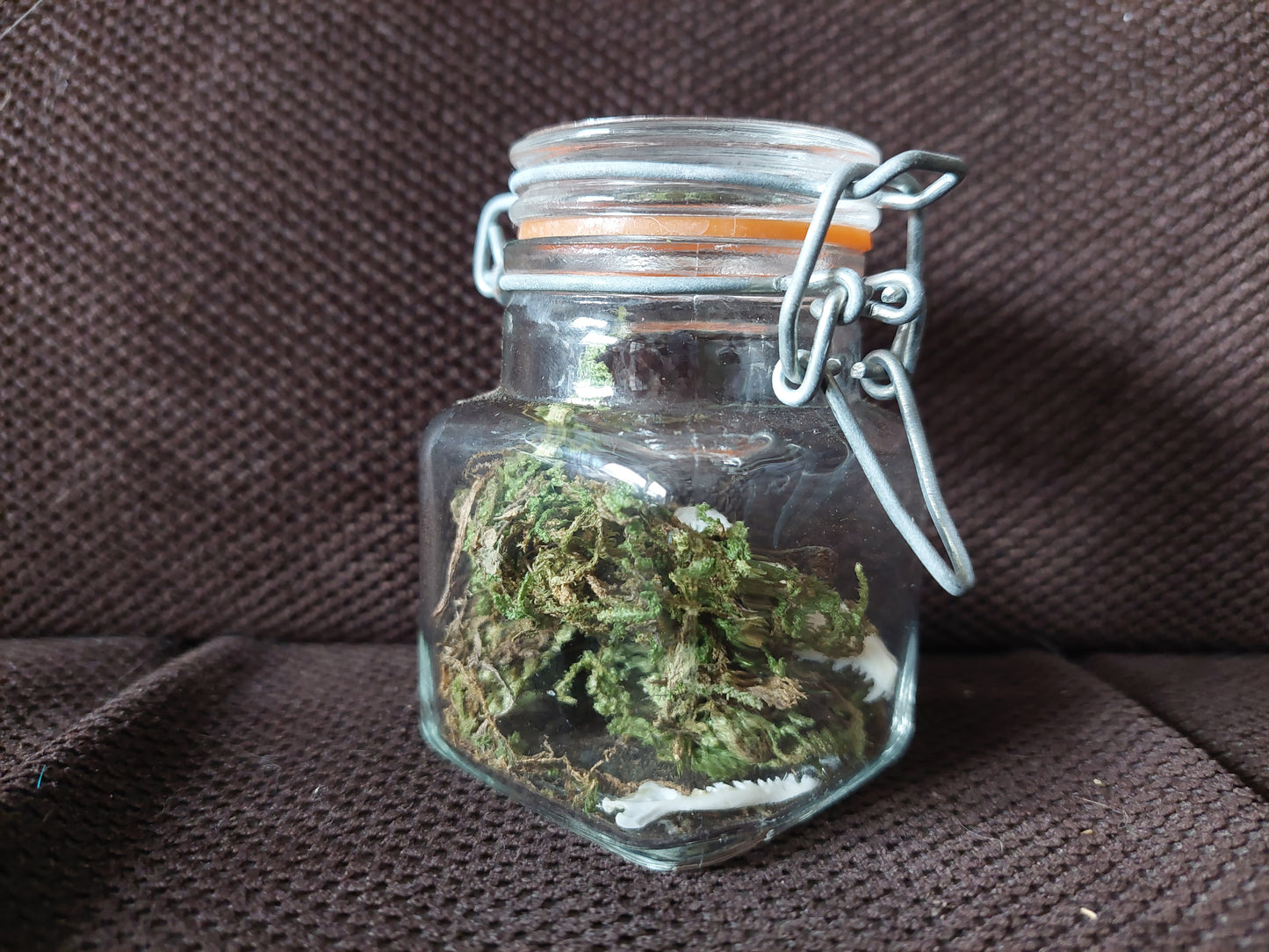 Mole skull in glass jar
