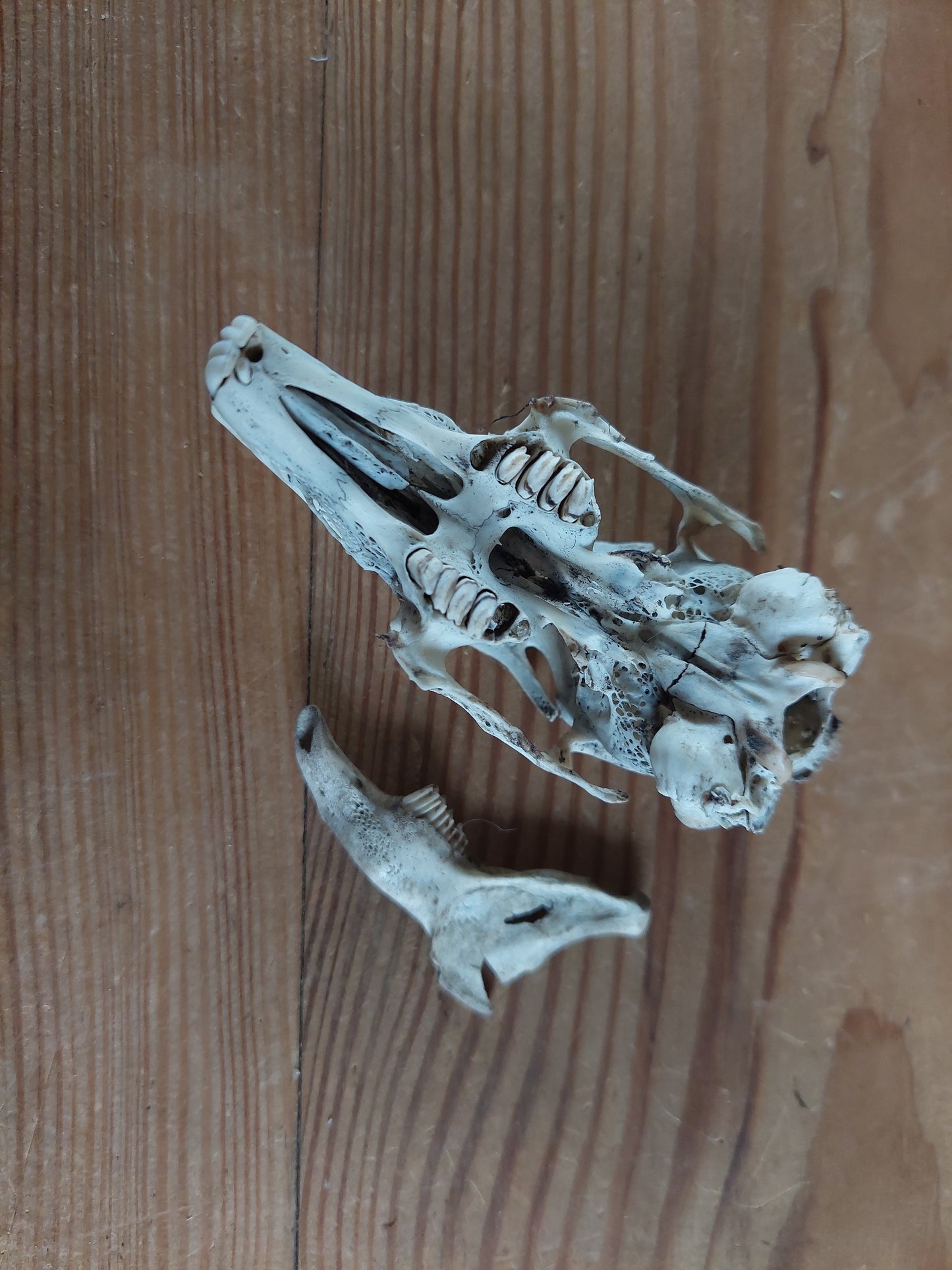 Rabbit skull, B-quality, in glass jar