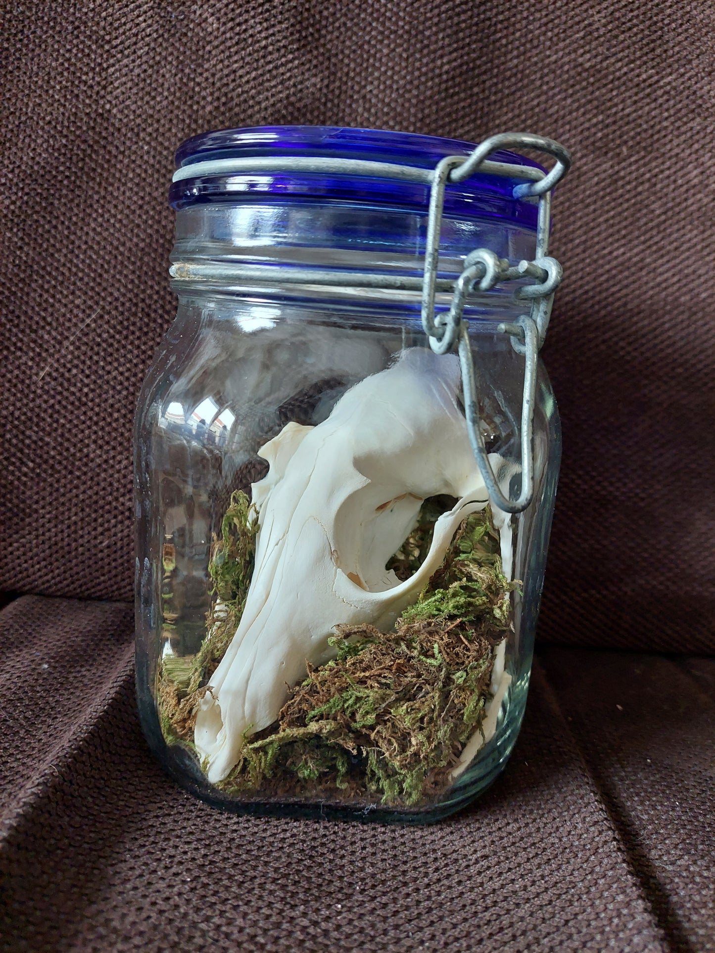 Fox upper skull #2, B-quality