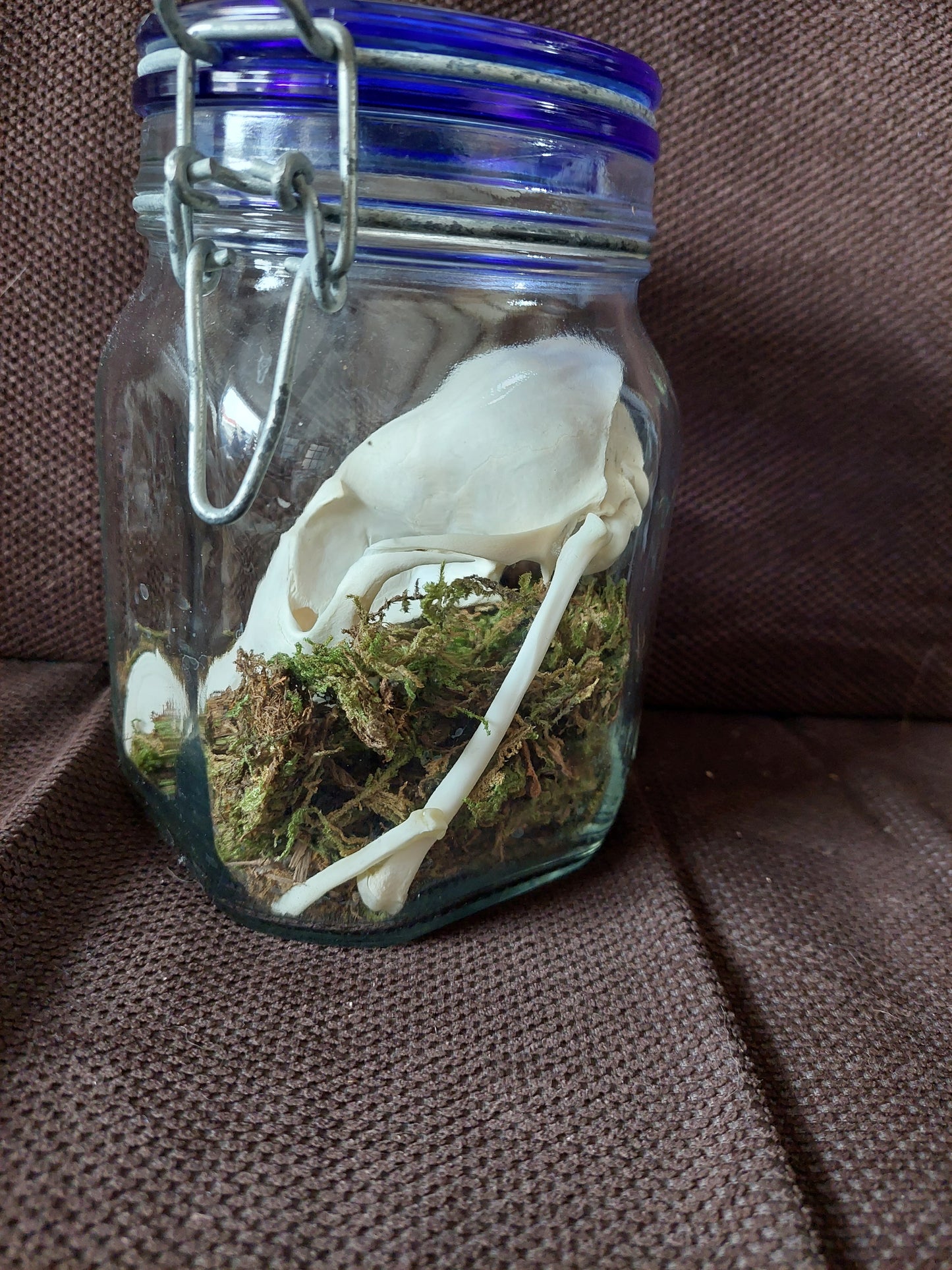Fox upper skull #2, B-quality