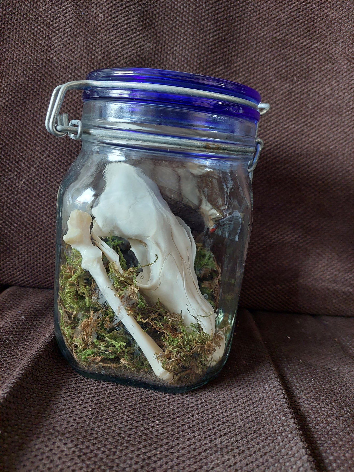 Fox upper skull #2, B-quality