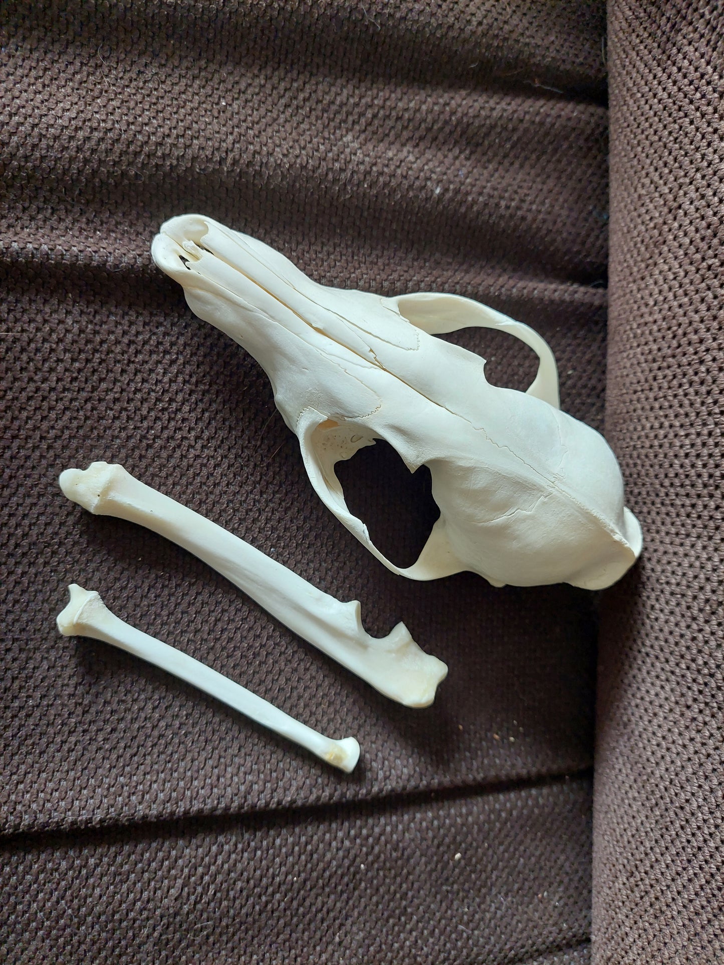 Fox upper skull #2, B-quality
